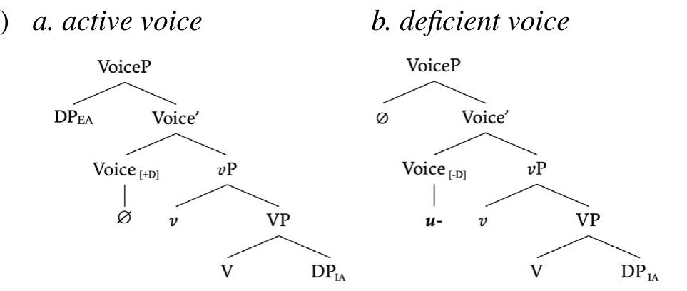 I propose that the uw-construction contains a deficient, non-agentive Voice head spelled out as u-, schematized as Voice[-D] below in (48b). This Voice head is incapable of introducing an external argument. Nor can it case-license the internal argument. Consequently, the u-construction has no accusative case available to the theme and disallows an external argument. The active counterpart of the u-construction, I propose, contains an active Voice head that is morphologically null (48b), as it is in most other languages. This head is free to introduce an external argument and assigns structura accusative case to the internal argument. See Schachter and Otanes (1972) and Wood (2015), as well as Kastner (2020); Nie (2020); Oseki (2017), and Tyler (2020) for a similar Voice[-D] approach to detransitive Voice.   One key trait of the u-construction—that it can freely combine with cause-denoting adjuncts (2.1.5) but not agent-denoting ones (2.1.4)—follows from this analysis. Agen- tivity and causation have been argued to be syntactically represented in distinct functional heads (Pylkkanen 2002; Alexiadou et al. 2006), according to which dif- ferent types of adjunct PPs are also licensed by different structural layers that host the  relevant semantic features. Specifical  to the Voice layer and cause-denoting PPs to t 6). The u-construction’s (in)compatibility with  are introduced (Alexiadou et al. 200  agent-denoting vs. cause-denoting adjuncts fol  y, agent-d  enoting PPs (by-phrases) are attached he v layer, where causative semantics  ows from this assumption. Under the  current analysis, by-phrases are incompatible with the proposed defective Voice layer  given the [-D] feature on Voice (48b),  Cause-denoting adjuncts are predicted  which semantically restricts the initiator 6-role.  to be free  y compatible with the construction, as 