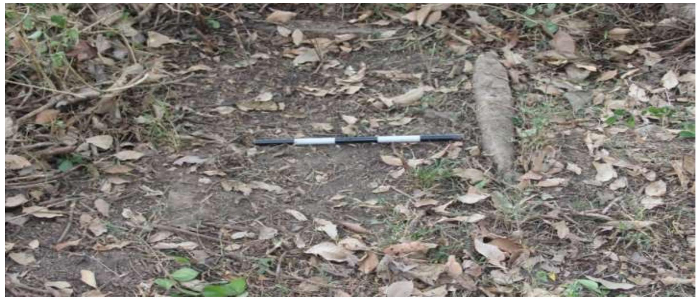 Fig. No. 07: Cist , Marakkadavu Locality - 1  activities.  larakkadavu Locality -1: Marakkadavu Locality -1 (11°51’52.18” N; 076°10’09.74” E) is a Cist irial site located in Marakkadavu village of Mullankolly Grama Panchayath of Sulthan Bathery luk. The site is located at the banks of Kabani River and it is the border of Kerala and Karnataka. eographically, the site is a plain land containing blackish red soil. The site yielded one unexcavated ist burial (Fig. 7). However the site is disturbed due to the growth of vegetation and agricultural  441171t1ee 