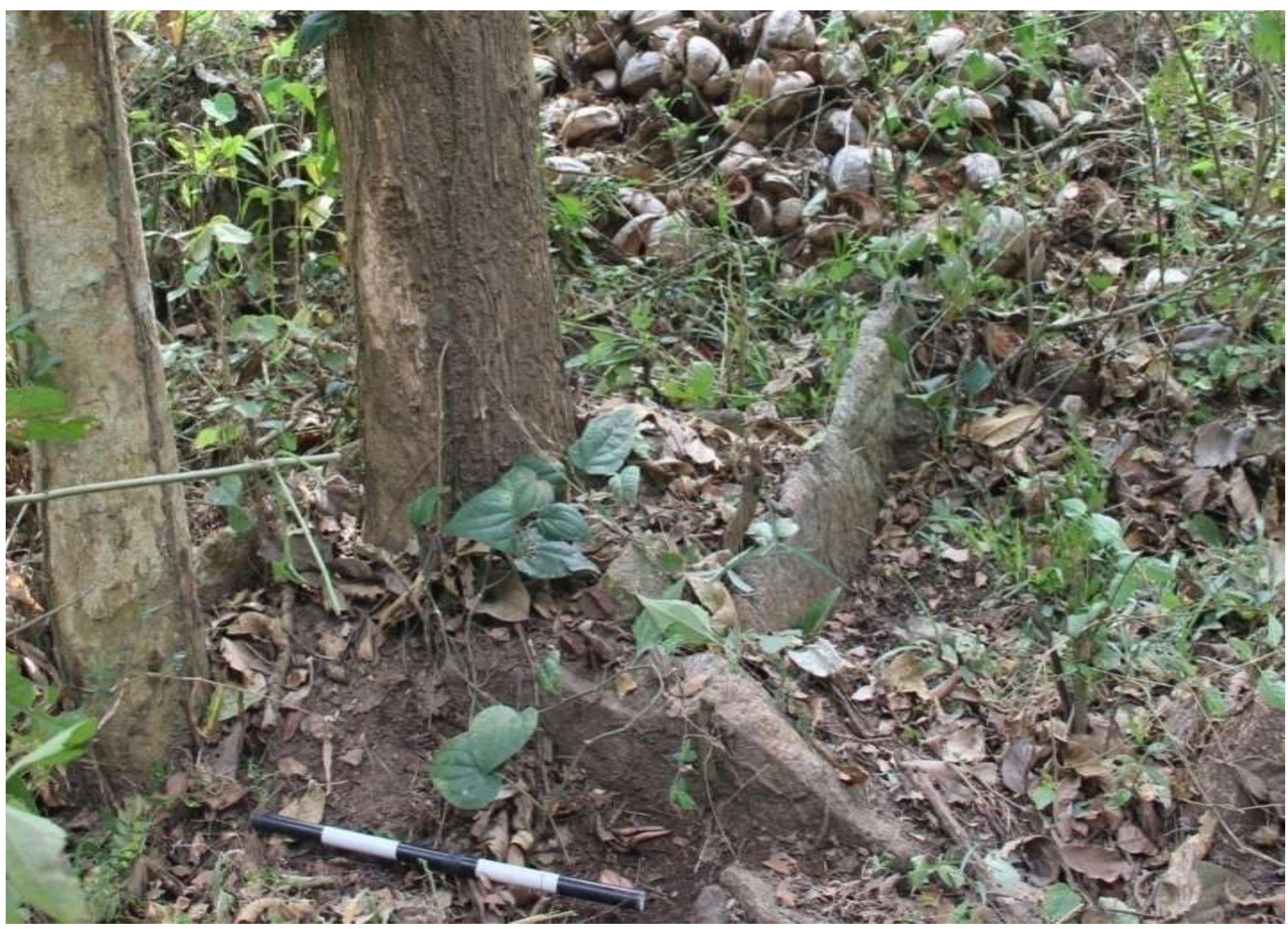 Fig. No. 08: Cist, Marakkadavu Locality — 2 