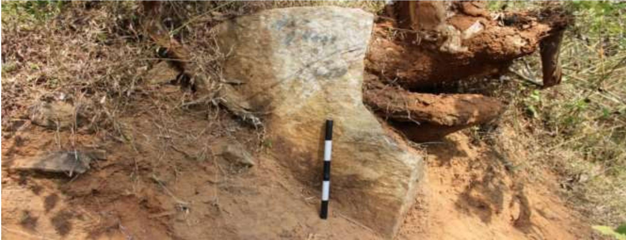 locals took rest of the orthostats for their construction works.  Fig. No. 17: Damaged Cist burial, Rattakundu Locality - 1  Rattakundu Locality - 1: Rattakundu Locality — 1 (11°38’40.89” N; 076°11’35.55 E) is a cist burial sit located in Krishnagiri village of Meenangadi Grama Panchayath, Sulthan Bathery taluk.The site i located 6km away from Krishnagiri town and the site can be reached through Krishnagiri  Pathirippara road.The site is surrounded by coffee plants. Geographically, the area is a slop containing blackish red soil and some granite rock formation. The nearest water source of the site i Ambalathodu stream. Exploration at the site yielded one cist burial made of granite rock sheets However the cist is completely destroyed due to soil removal, land leveling and agricultura  activities. Only one granite orthostate is remaining at the site (Fig. 17). According to the land owner  lAaale SAA HoeGt AFL Fhe AxvlLhbpnctate LA Lhwaik GAWnebraiehawR TAT ee 