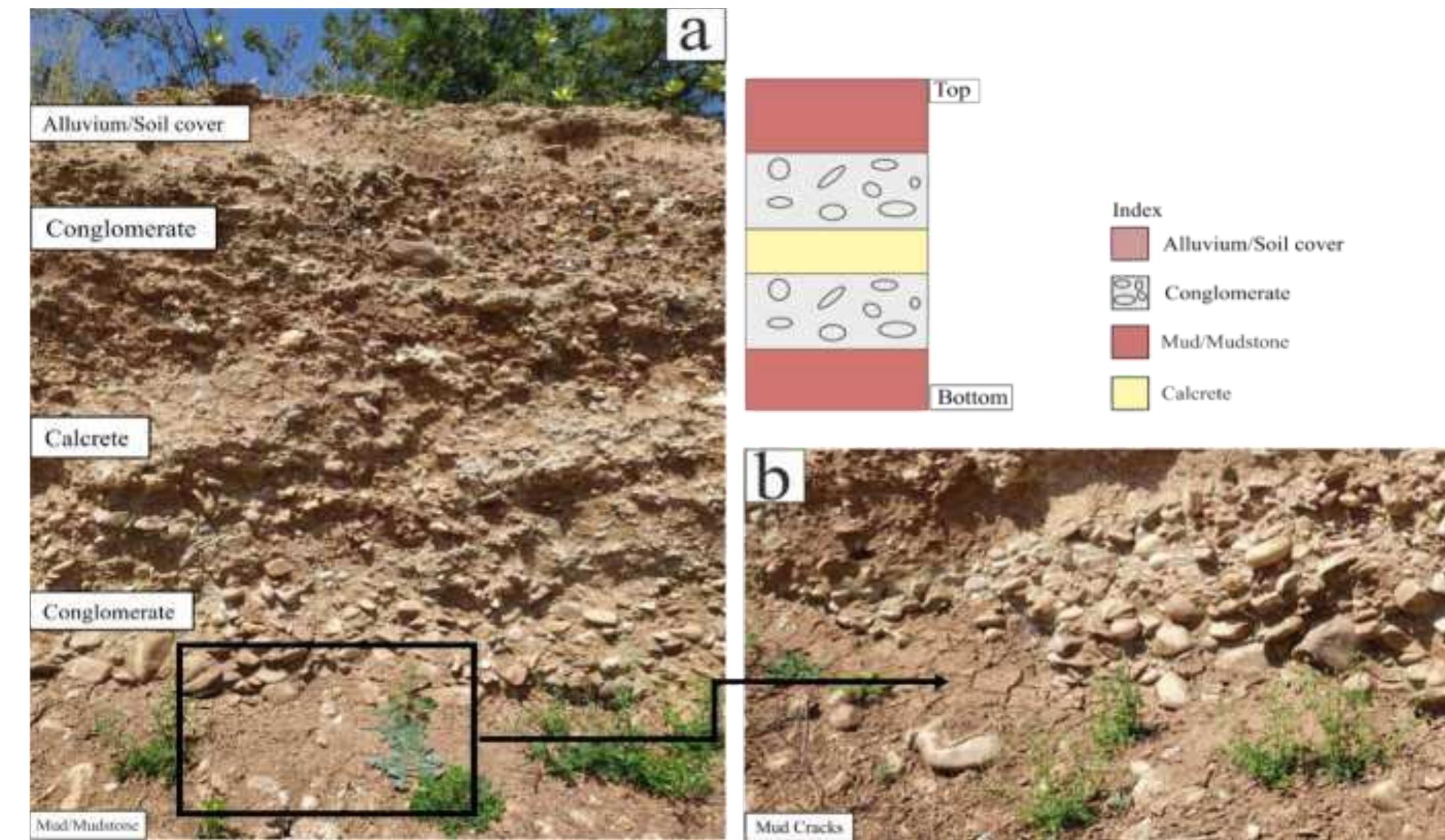 Fig. No. 02: Outcrop near Ramapuram showing the presence of Conglomerate bed embedded with calcrete. The conglomerate bed is underlain by Mud/mudstone with the presence of mud cracks which represents evidence of water scarcity (Aridity).  Fig. No. 02: Outcrop near Ramapuram showing the presence of Conglomerate bed embedded with calcrete. The 