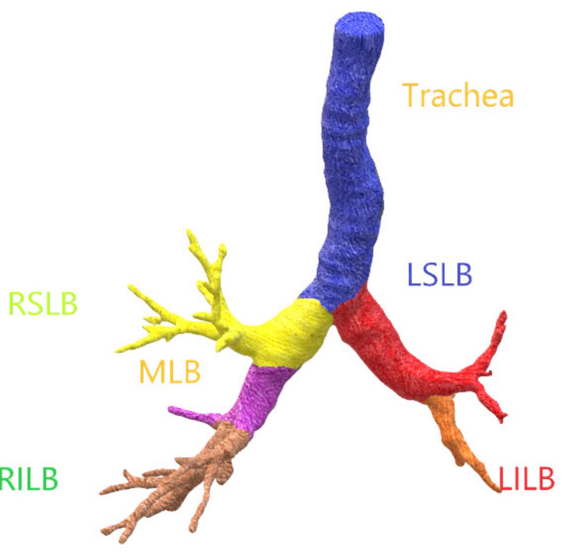 Rilb (PDF) Modeling of Human Airways CAD model Using CT Scan Data
