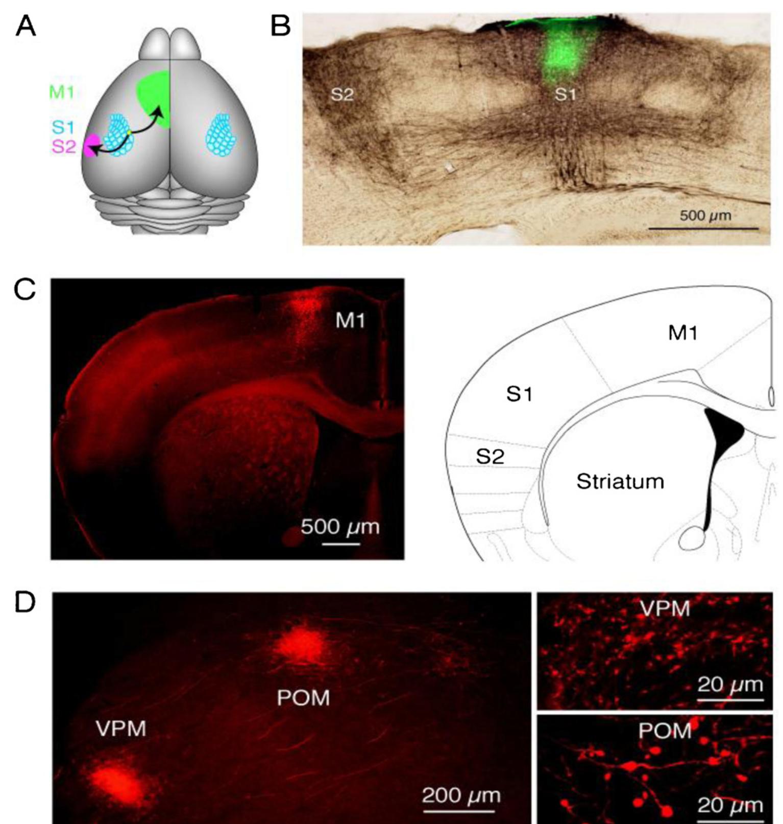 (PDF) Barrel cortex function