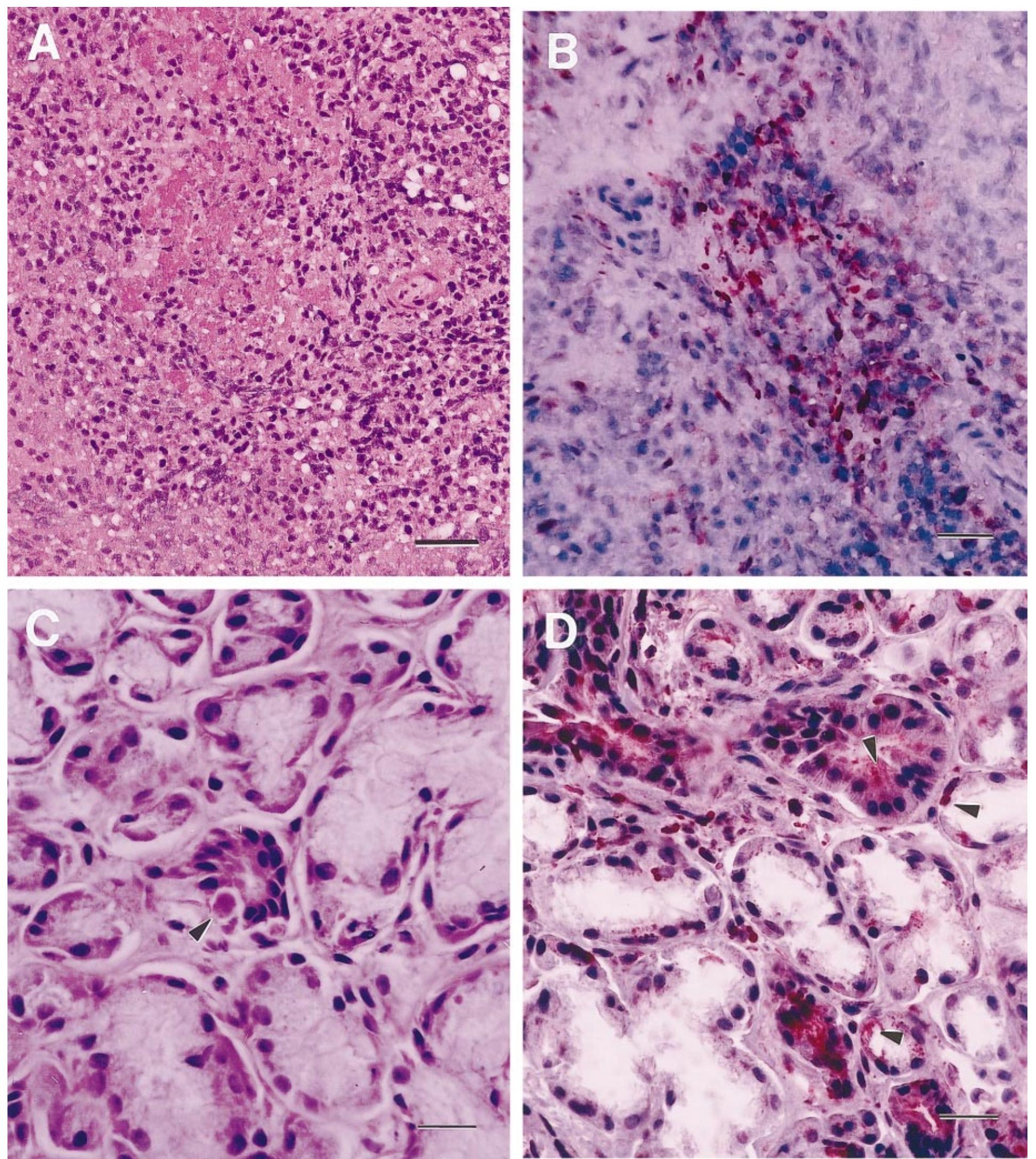 (PDF) A Canine Distemper Outbreak in Alaska: Diagnosis and Strain ...