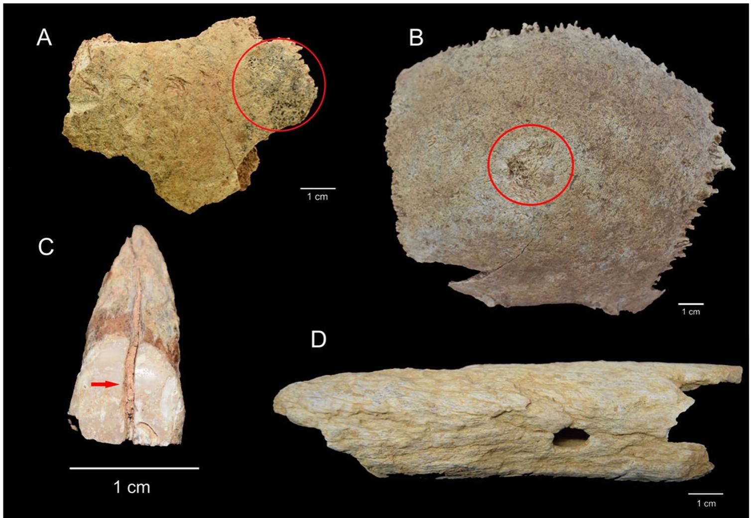 Unlike Phase A, the intensity of funerary depositions, with an MNI of 17, and the period of use, between three and six generations, should also be considered as a relevant source of bone disturbance and destruction. The sequential deposition of many individuals over a period of 75-145 years would imply that each new deposition would have 