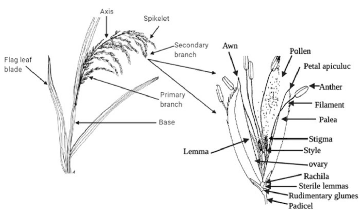 (PDF) Botany of Rice Plant