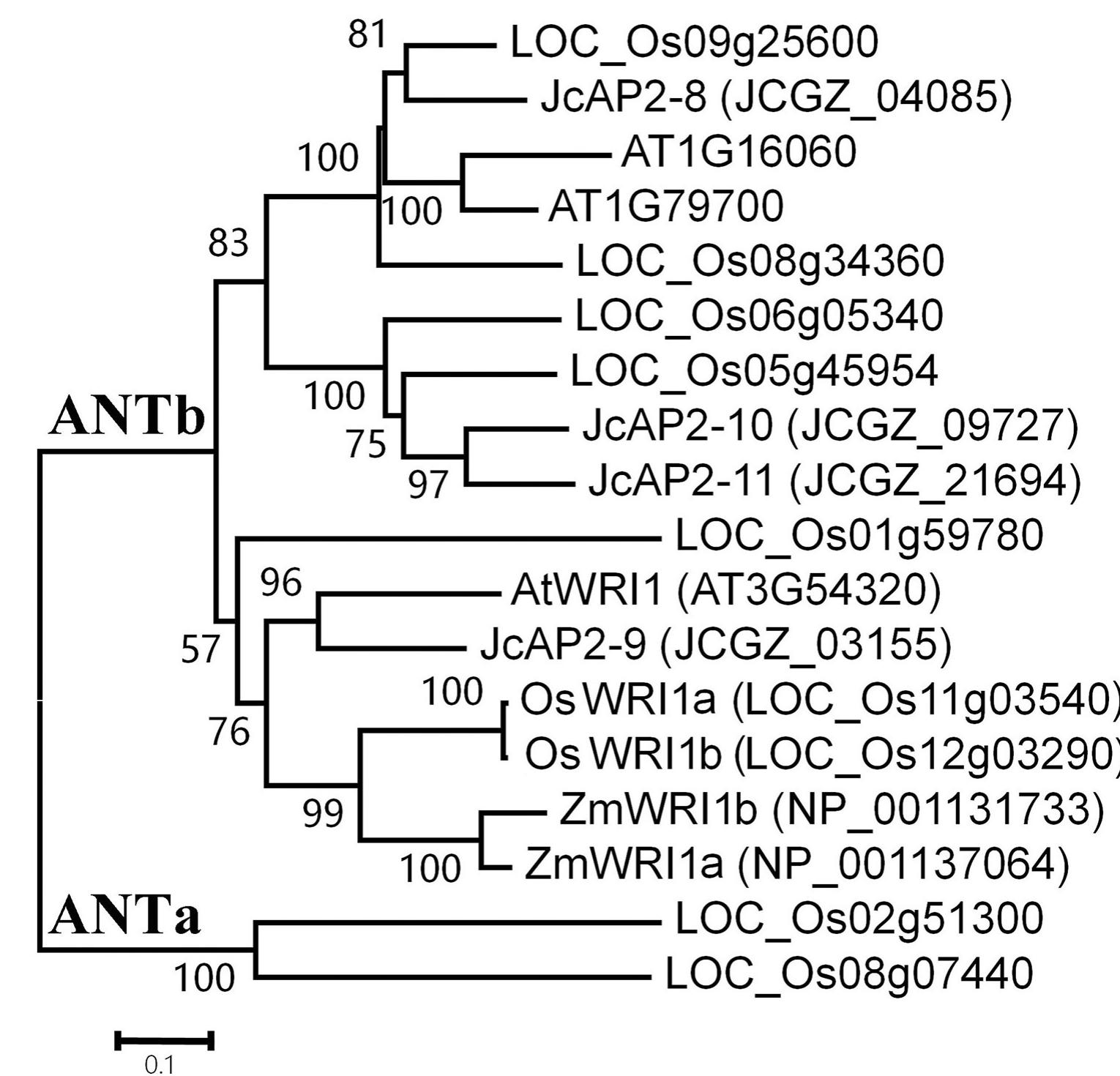 (PDF) Ectopic expression of WRINKLED1 in rice improves lipid ...