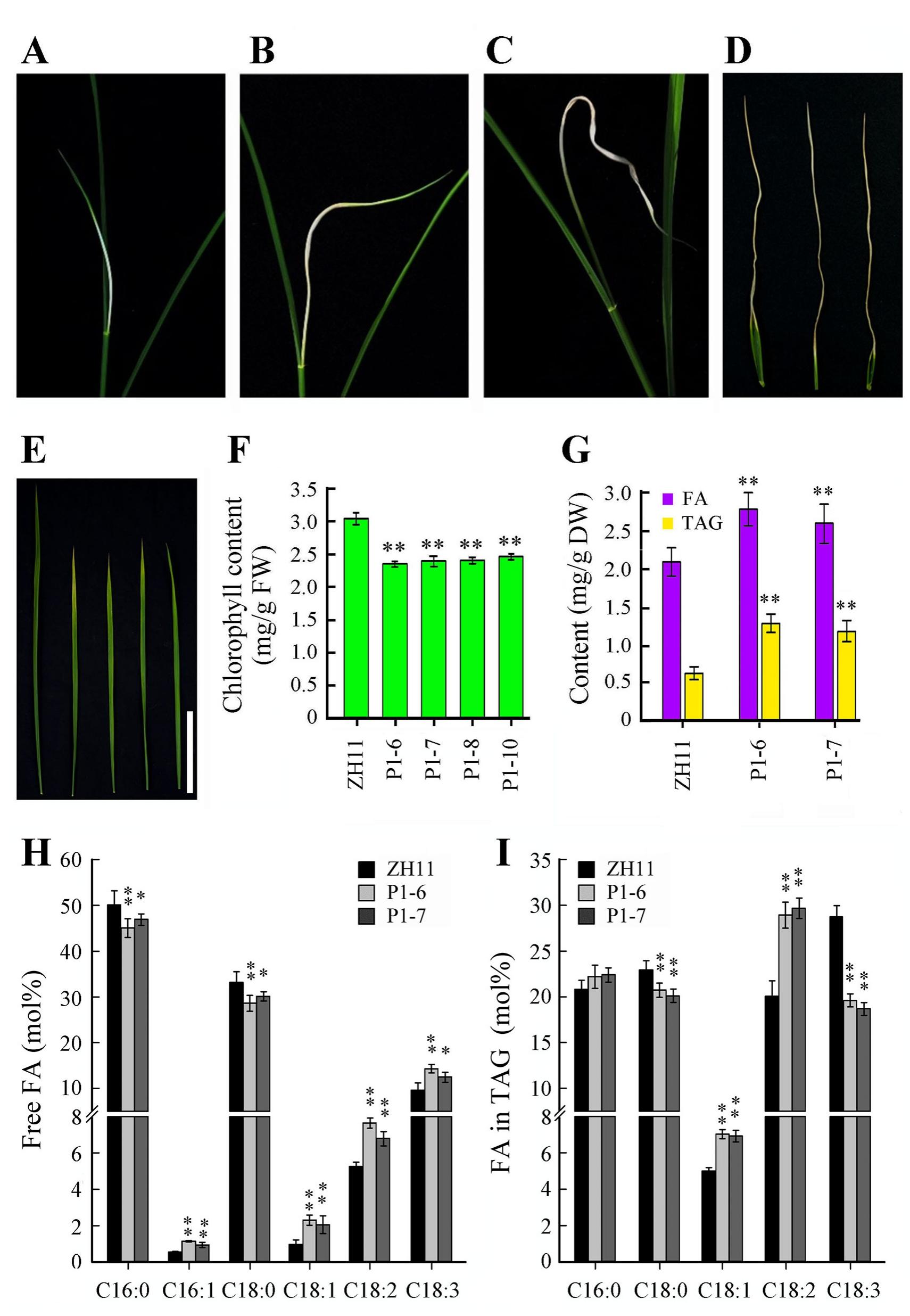 (PDF) Ectopic expression of WRINKLED1 in rice improves lipid ...