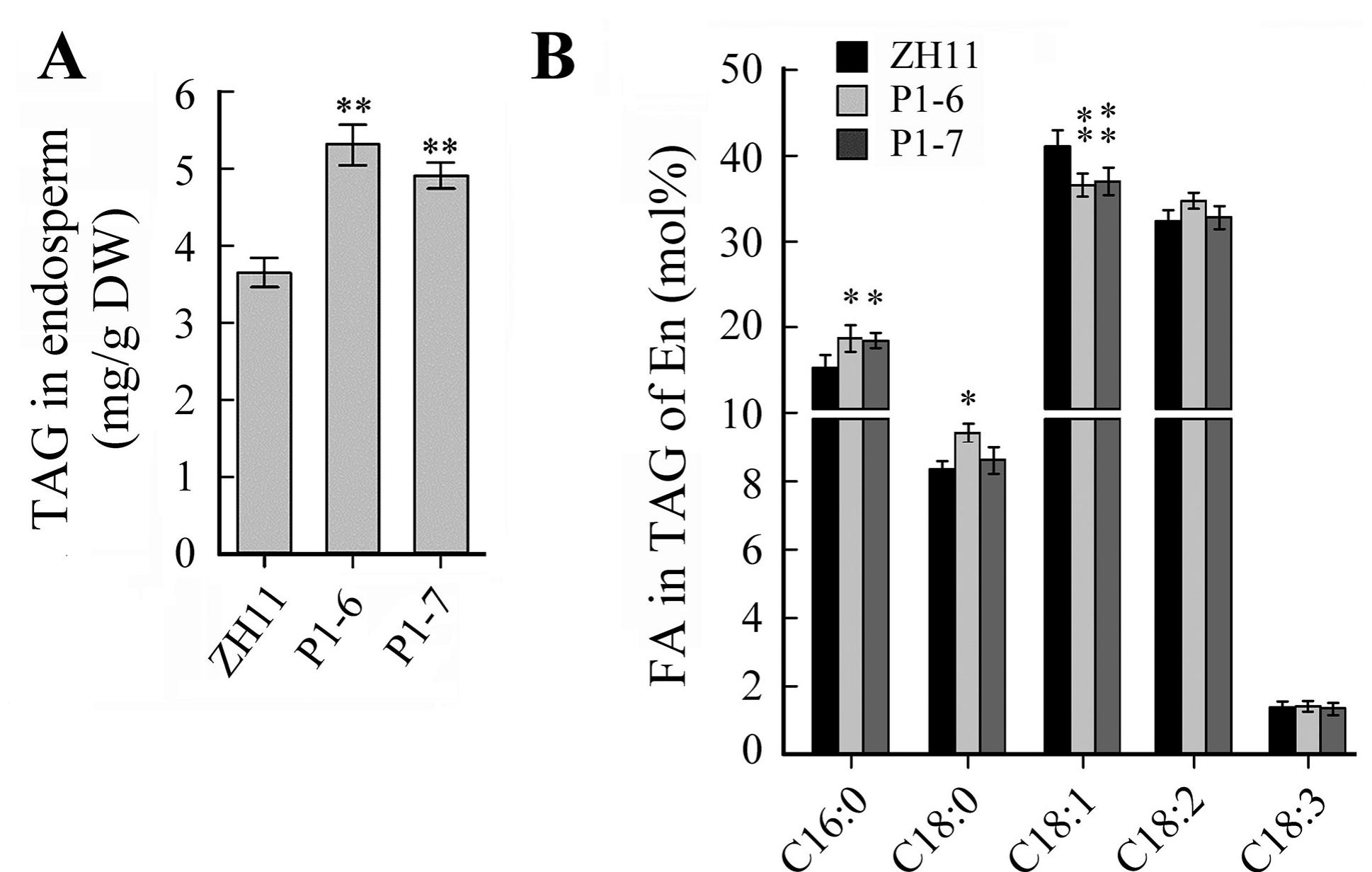 (PDF) Ectopic expression of WRINKLED1 in rice improves lipid ...