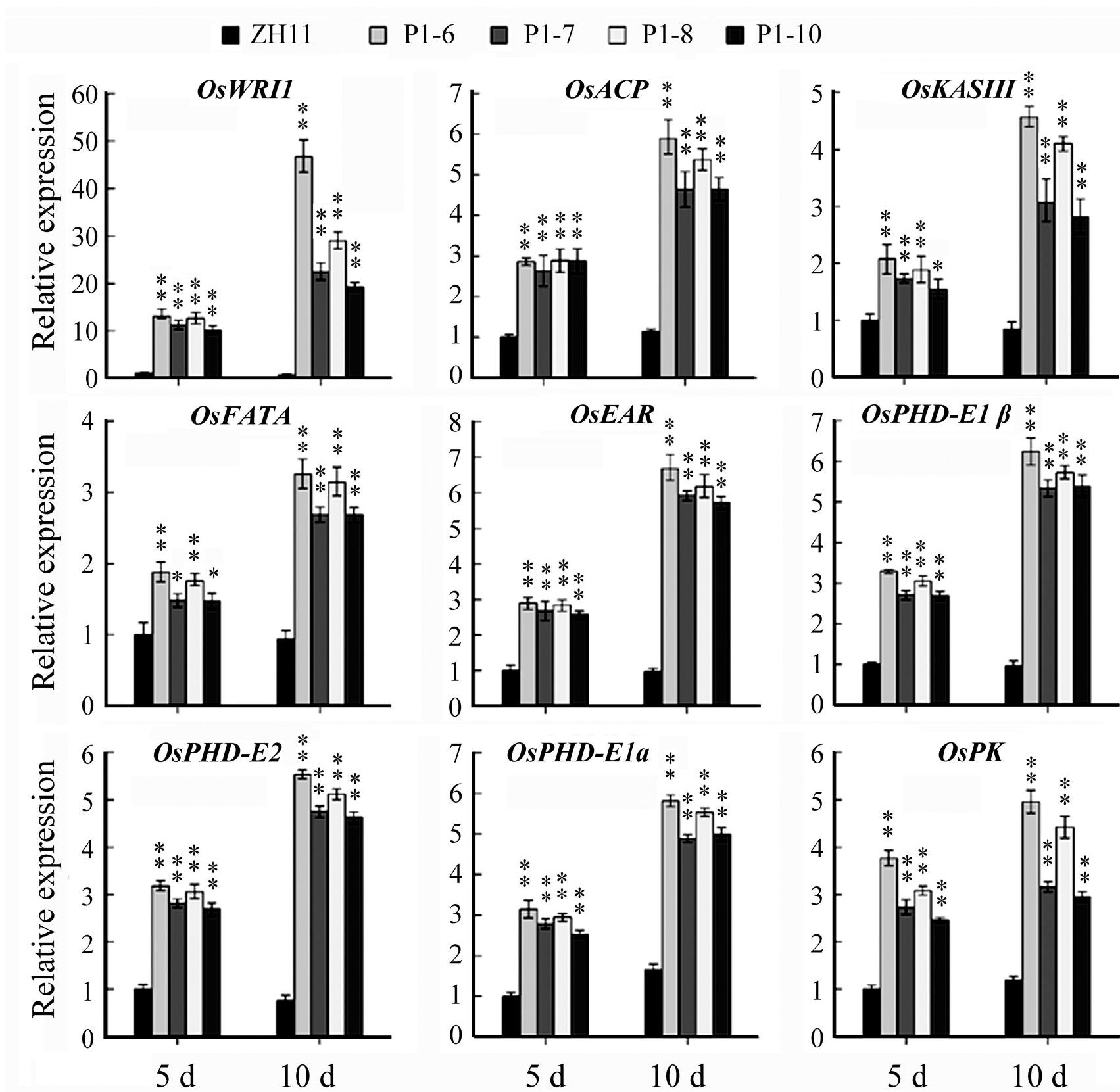 (PDF) Ectopic expression of WRINKLED1 in rice improves lipid ...