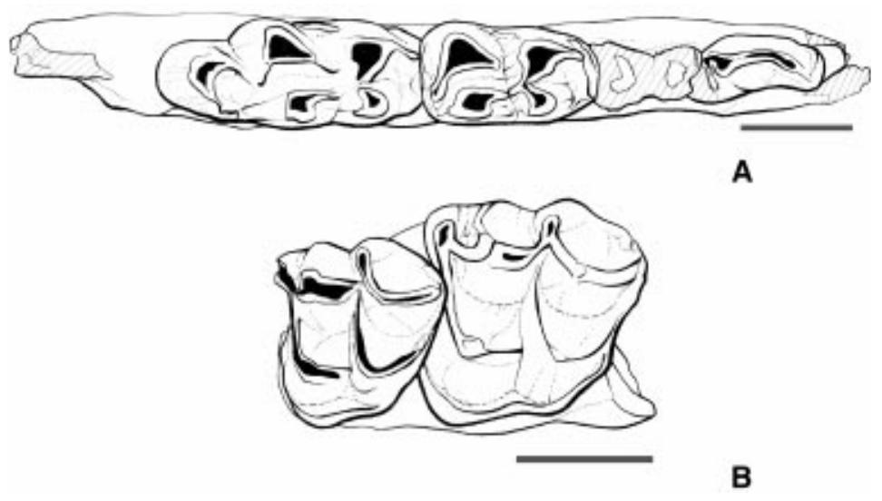 Early Ruminants (PDF) New remains of primitive ruminants from Thailand: evidence of the ...