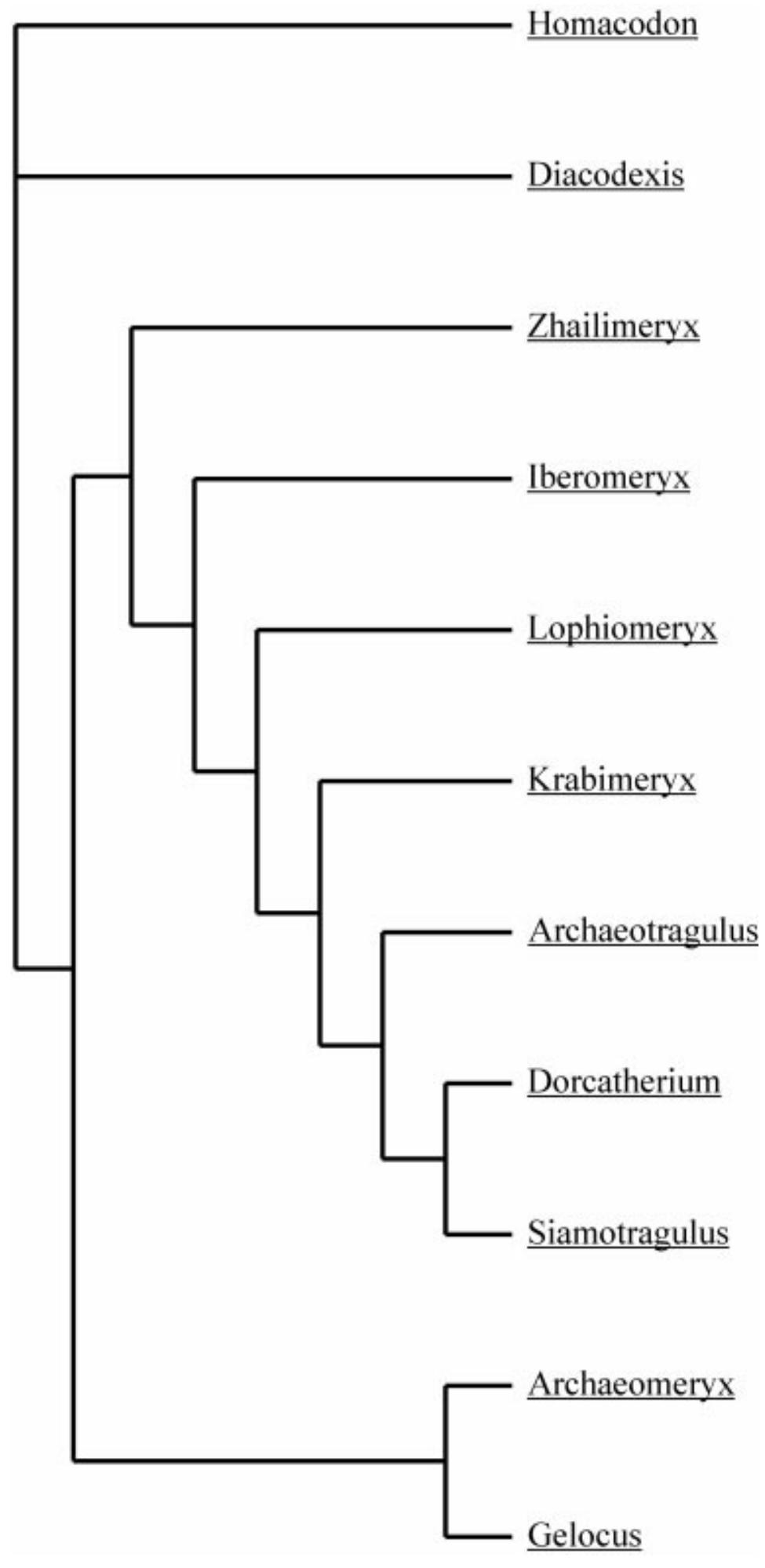 Early Ruminants (PDF) New remains of primitive ruminants from Thailand: evidence of the ...