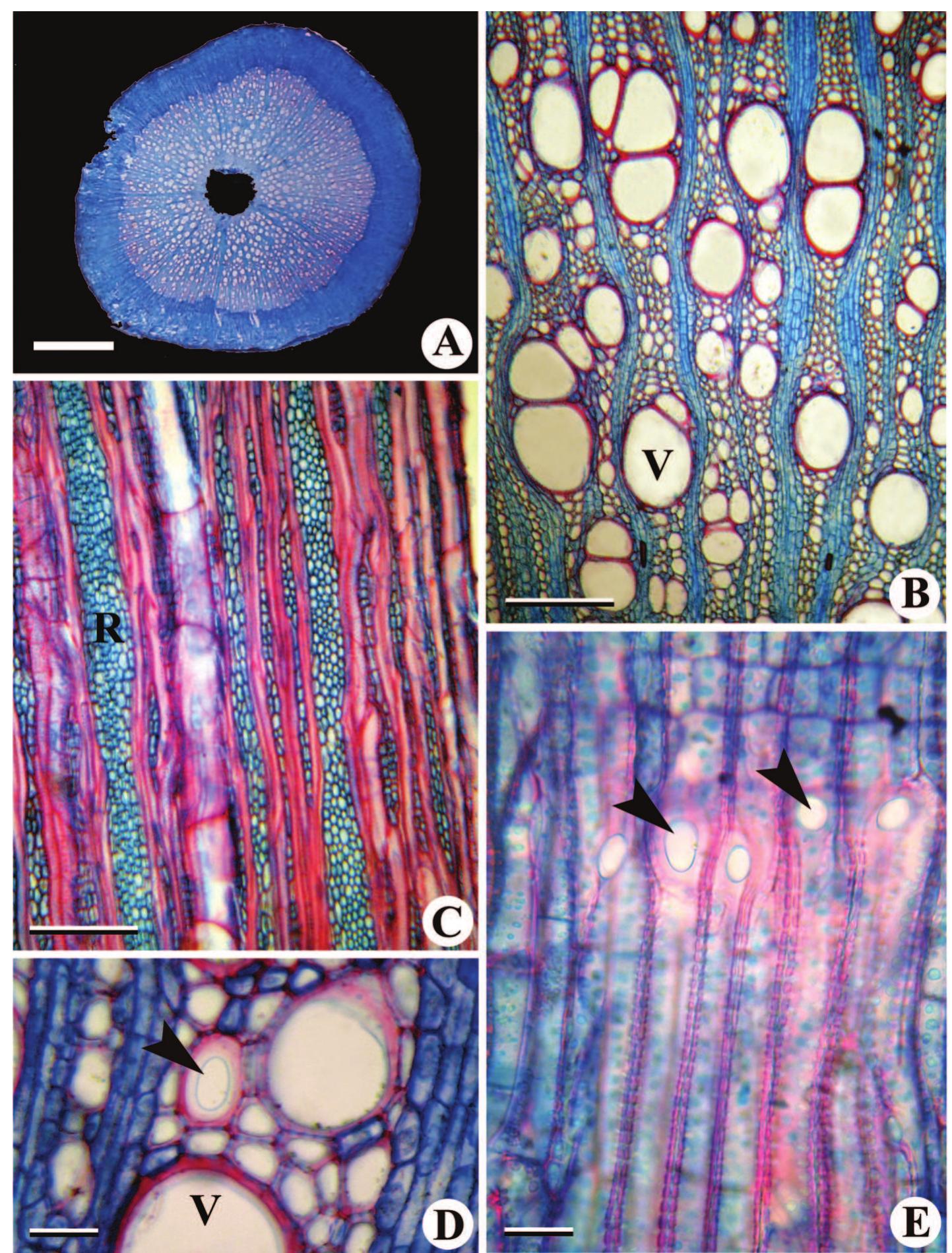(PDF) Stem Anatomy of Some Species of Passiflora (Passifloraceae)