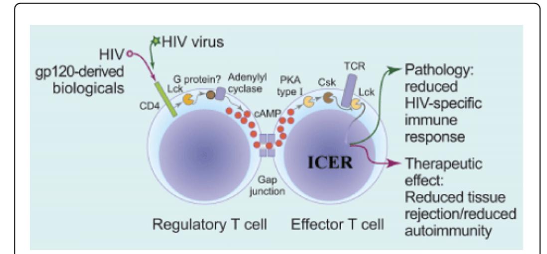 (PDF) Hematopoietic Stem Cell-Based Therapy for HIV Disease: A Role for ...