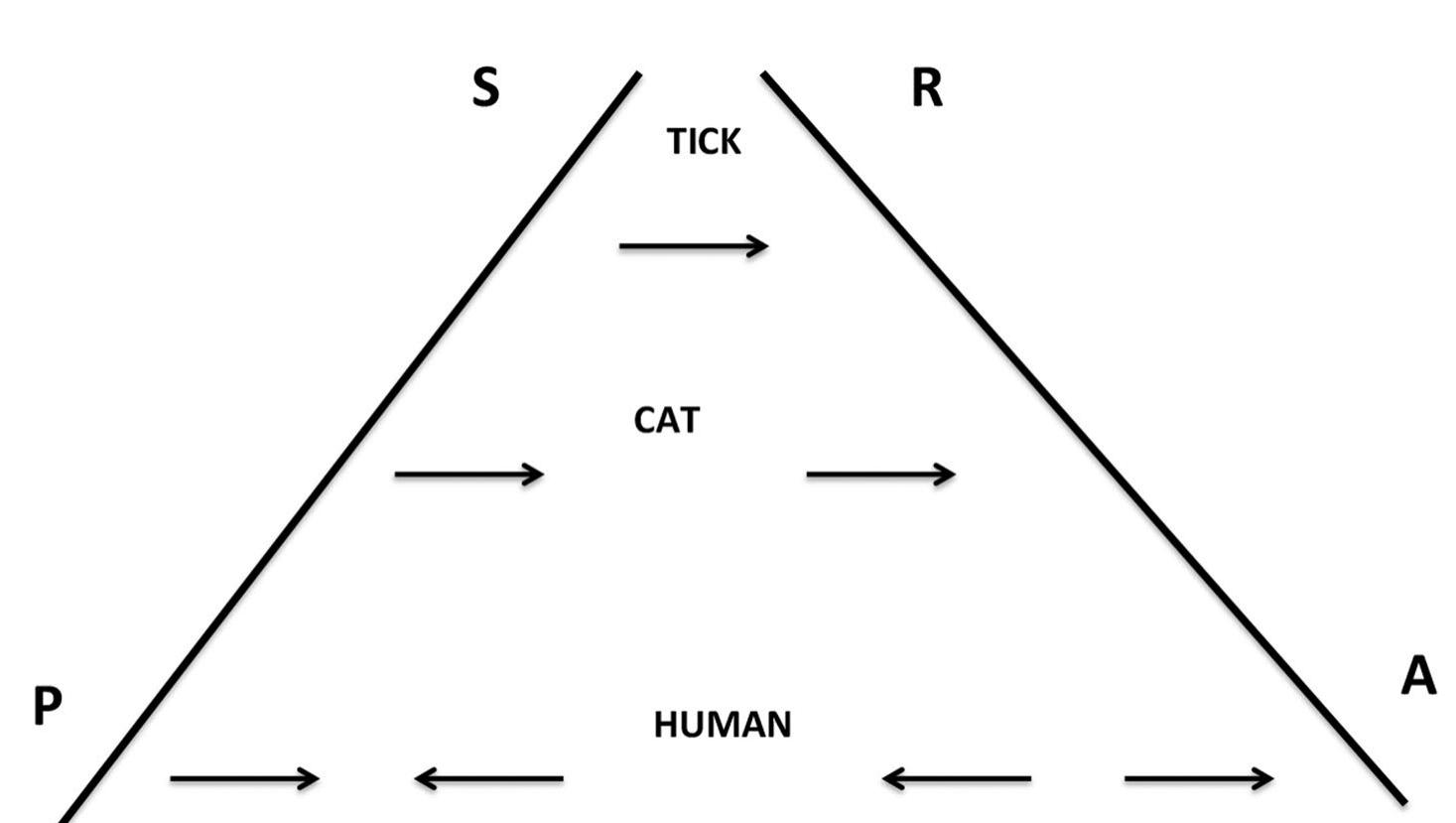 Fig. 1 Inserting the interval between stimulus $ and response R. The degree of mnemonic detachability is measured by the width between the two poles and the ‘direction’ of causality. The recursive causality designates the cause / perception P coming into being with the effect / action A. In the words of Simondon, this is “a [neofinalist] conditioning of the present by the future, or by what up to now does not exist (Simondon, 2017, p.  62). Source: Author 