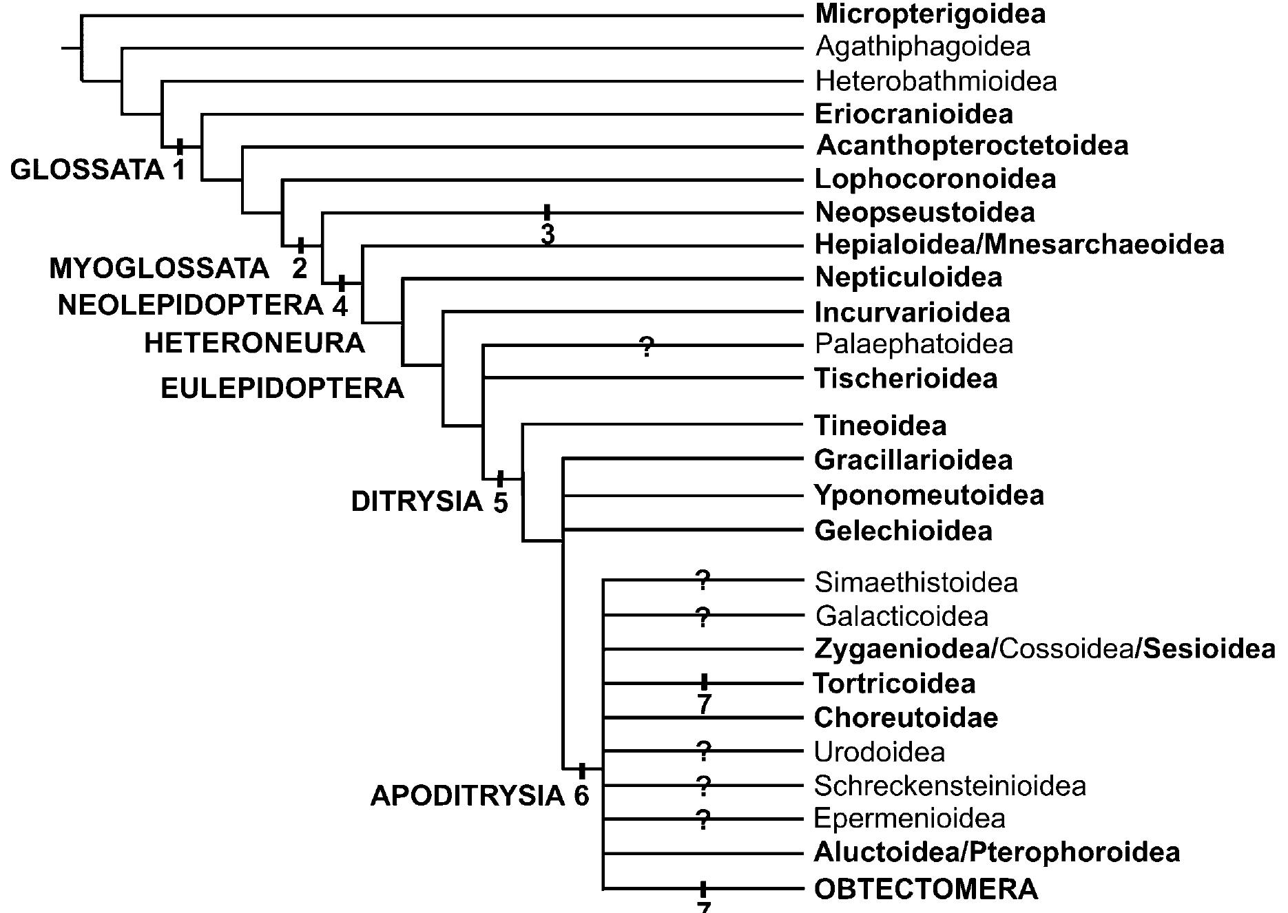 (PDF) Evolution of proboscis musculature in Lepidoptera