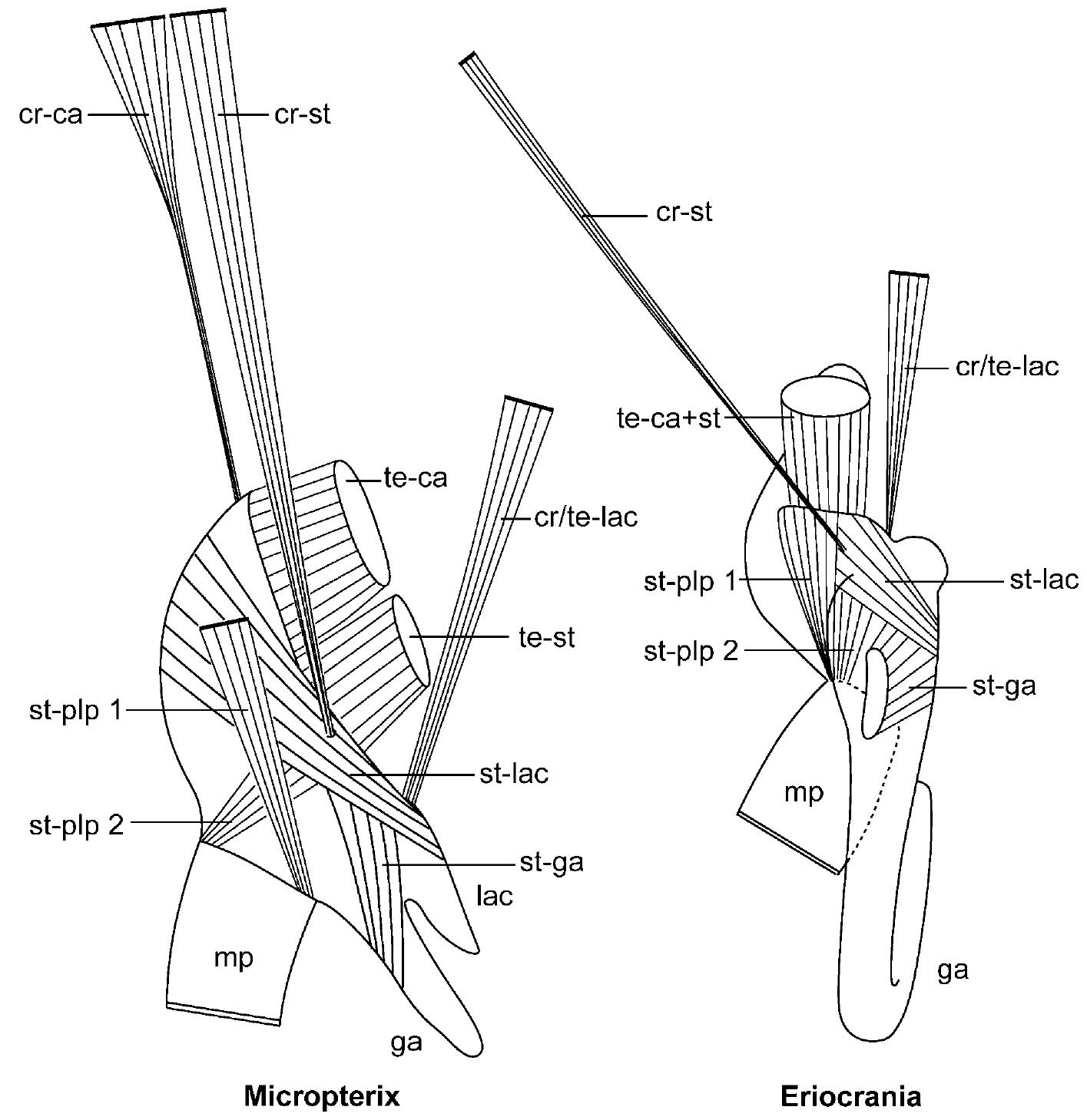 (PDF) Evolution of proboscis musculature in Lepidoptera