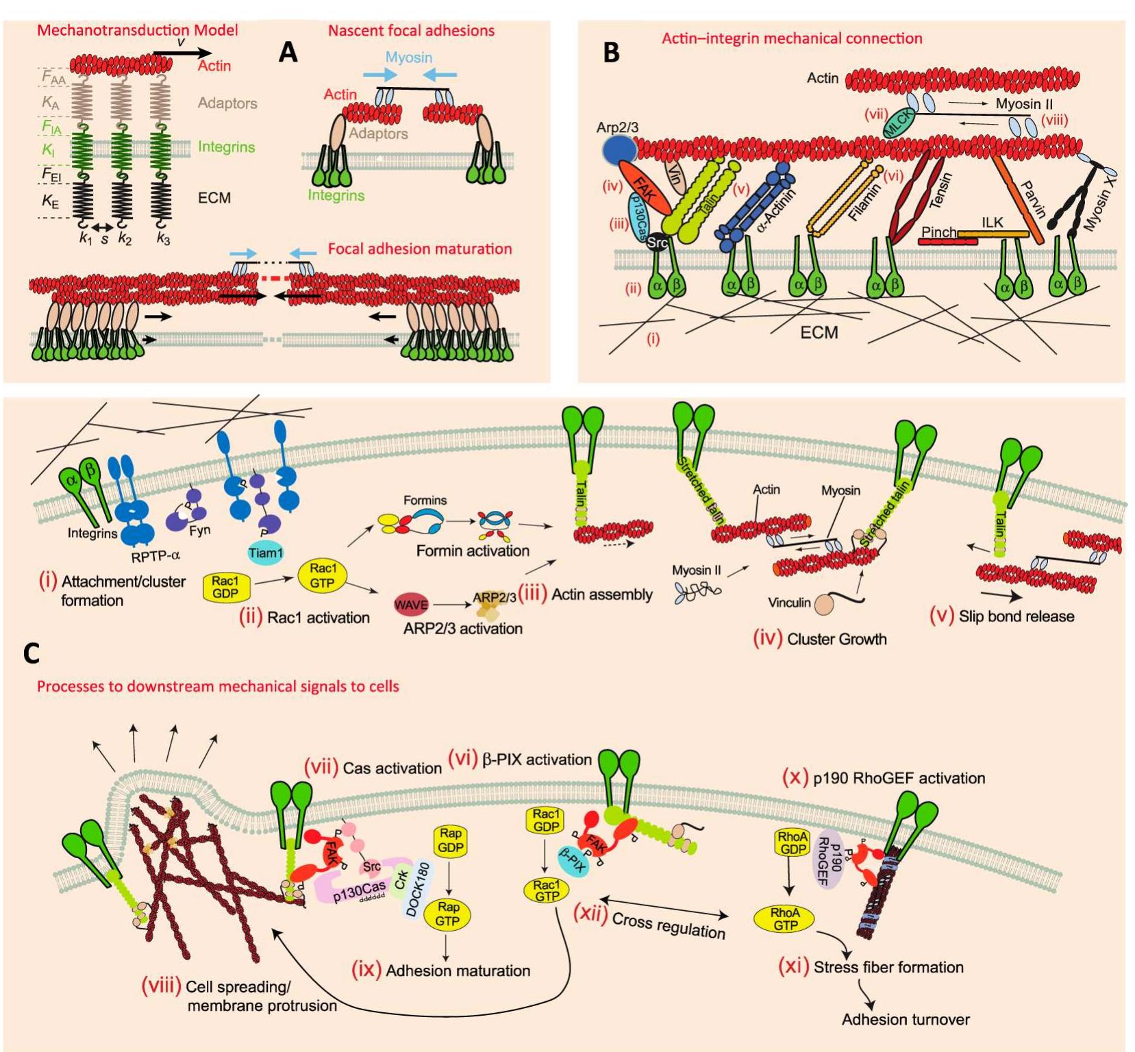 (PDF) The Horizon of Materiobiology: A Perspective on Material-Guided ...