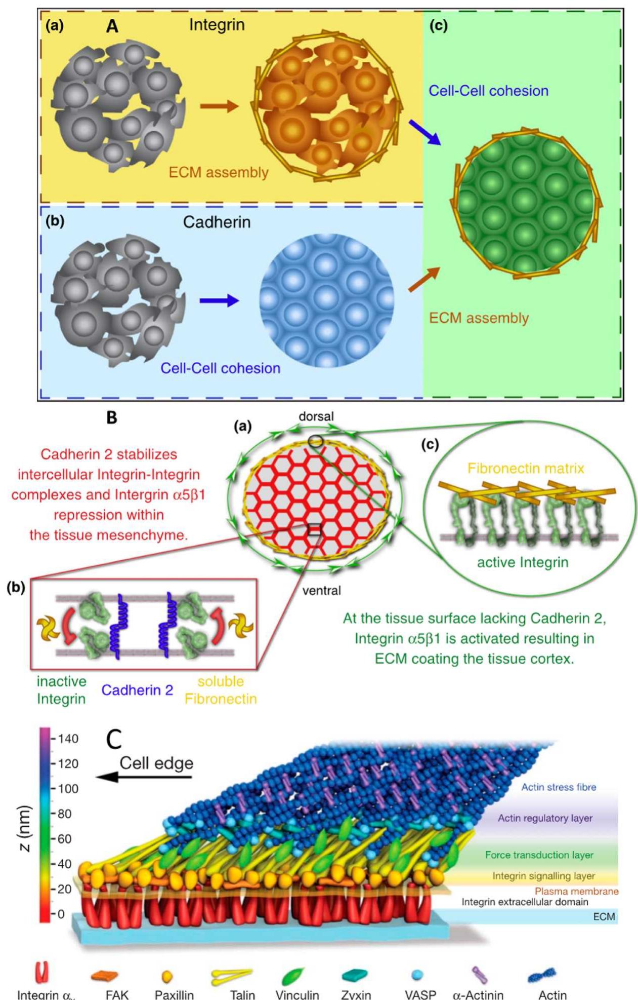(PDF) The Horizon of Materiobiology: A Perspective on Material-Guided ...