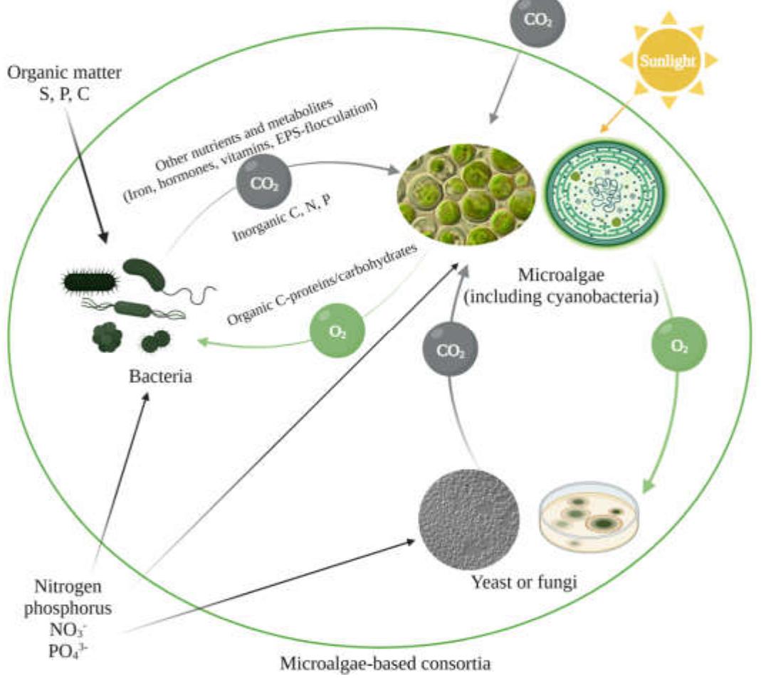 Schematic layout of the symbiotic principle of