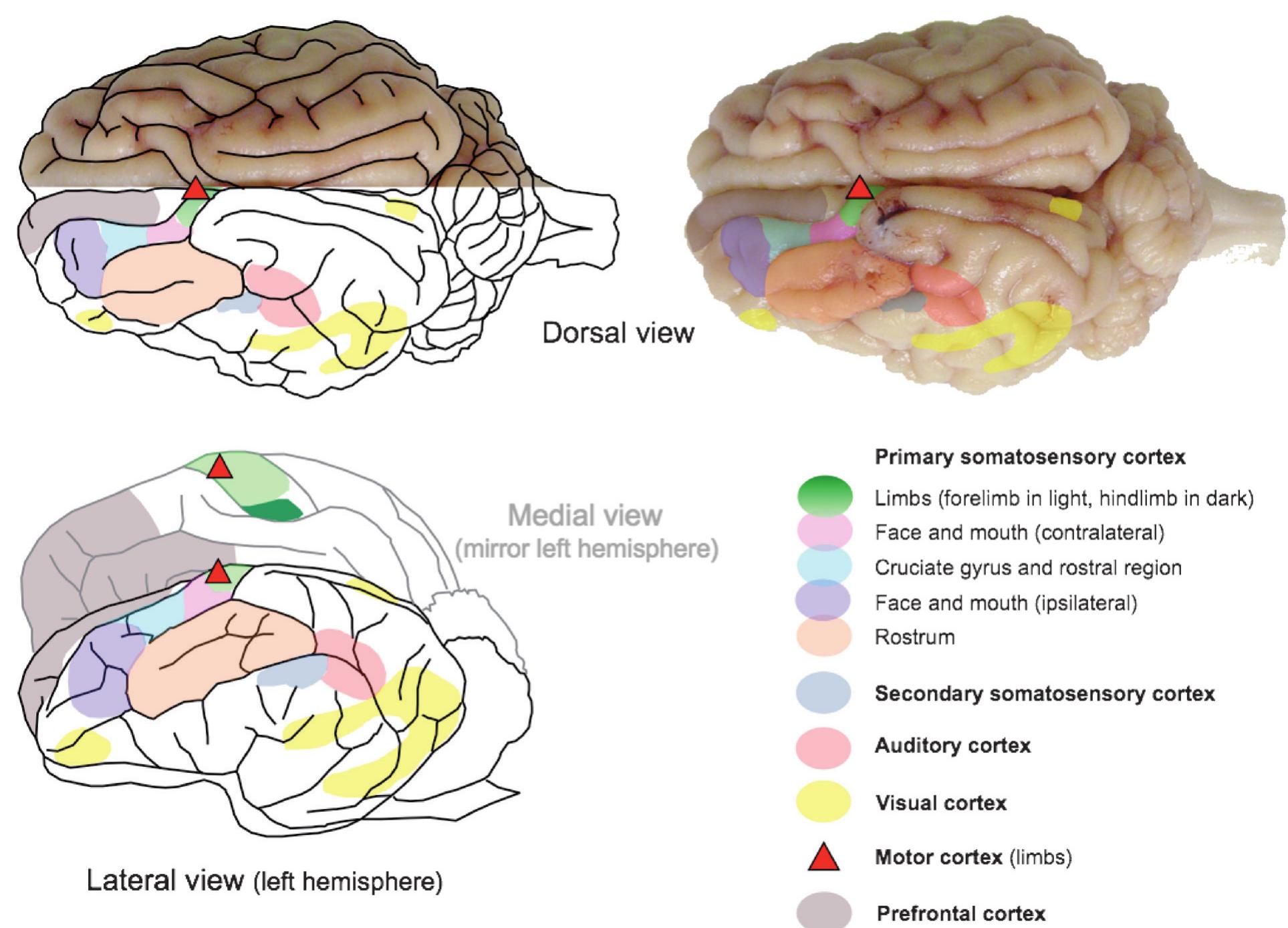 (PDF) The pig model in brain imaging and neurosurgery