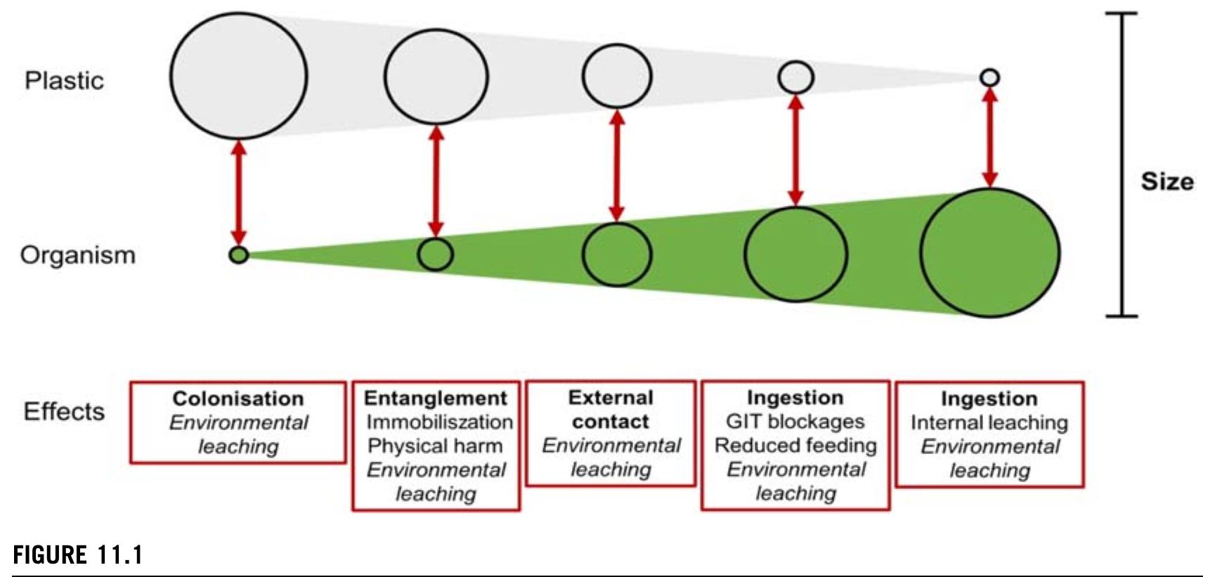 The simplified conceptual relationship between the organism to plastic size ratio and the dominant effects. From Windsor, F. M., Durance, |., Horton, A. A., Thompson, R. C., Tyler, C. R., Ormerod, S. J. (2019). A catchment-scale perspective of plastic pollution. Global Change Biology, 25, 1207—1221. https://doi.org/10.1111/gcb.14572, CC-BY 4.0 license. 