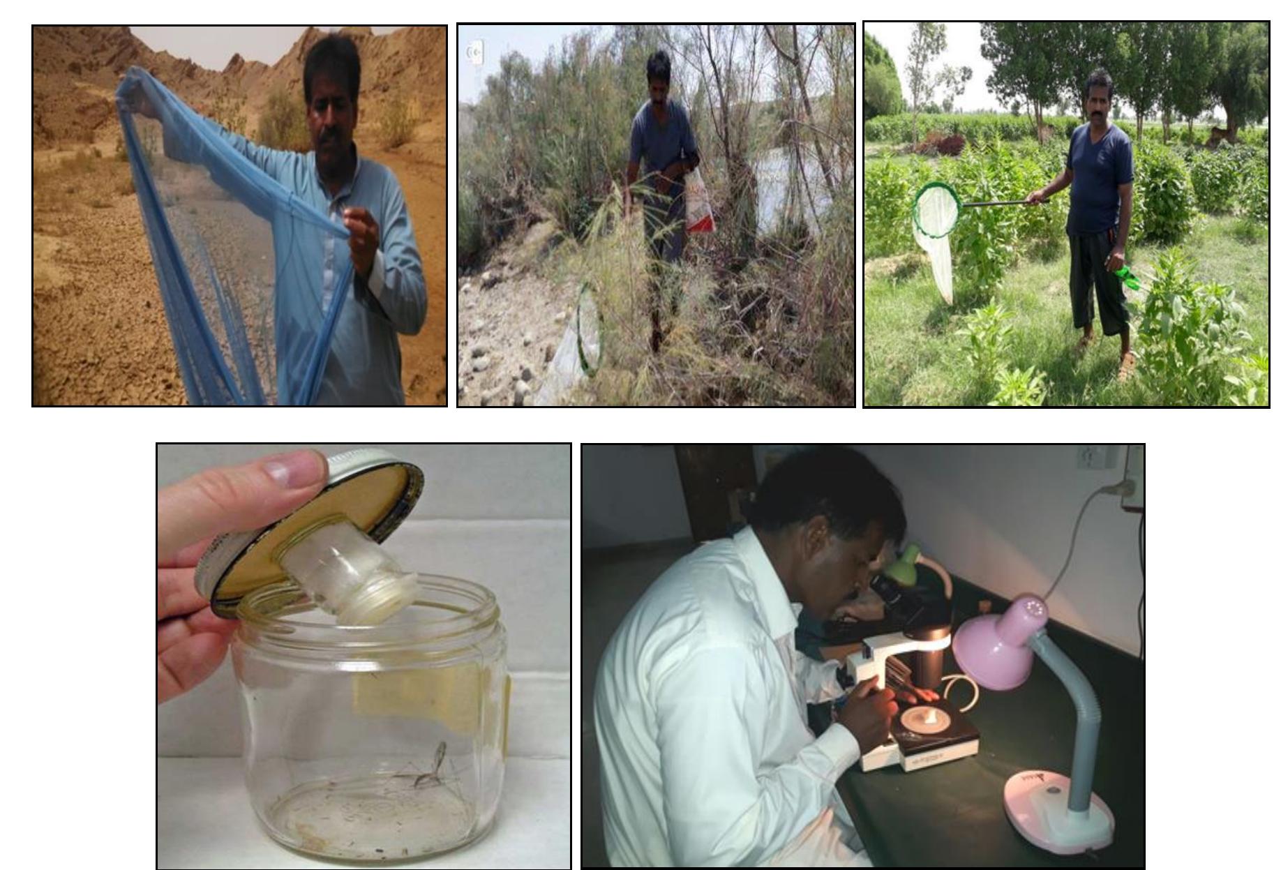(PDF) Grasshopper fauna (Acrididae) of three zones of district Dadu ...