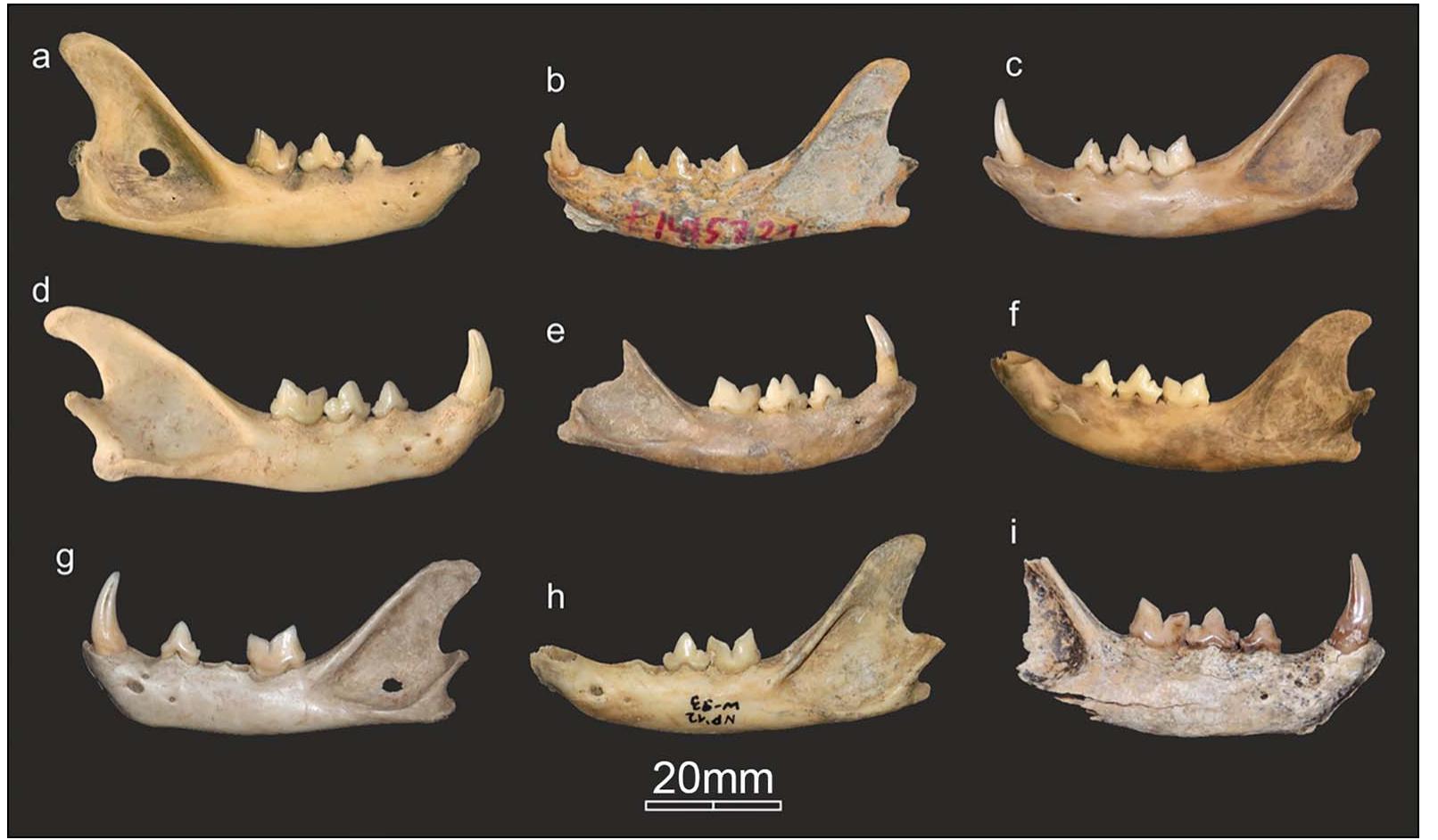 Figure 2. Selected mandibles of Near Eastern wildcats/domestic cats (a-f) and European wildcats (g-i) (species attribution based on mtDNA): a) Poland, Miechéw site 3 (Neolithic); b-c) Poland, Lojewo site 4 and Stawsko Wielkie site 16 (Roman period); d—e) Serbia, Caritin Grad site (Early Byzantine period); f) Poland, Miechéw site 3 (Middle Ages); g) Poland, Perspektywiczna Cave (Neolithic); h) Poland, shelter in Smoleh II (pre-Roman period); i) Poland, Perspektywiczna Cave (Middle Ages) (photographs by M. Krajcarz). 