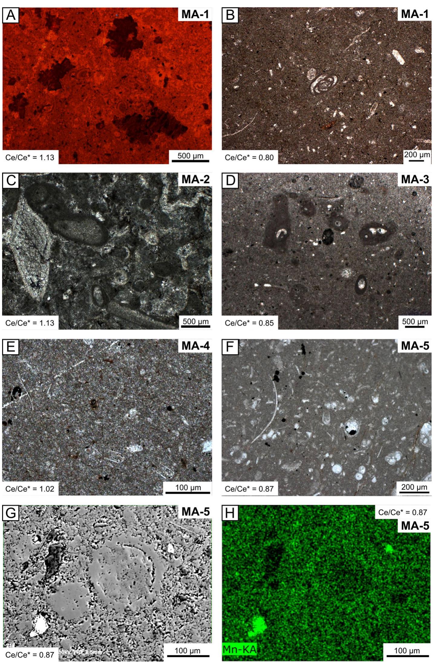 Ancient Ree Indicators (PDF) Carbonate REE + Y signatures from the restricted early marine ...