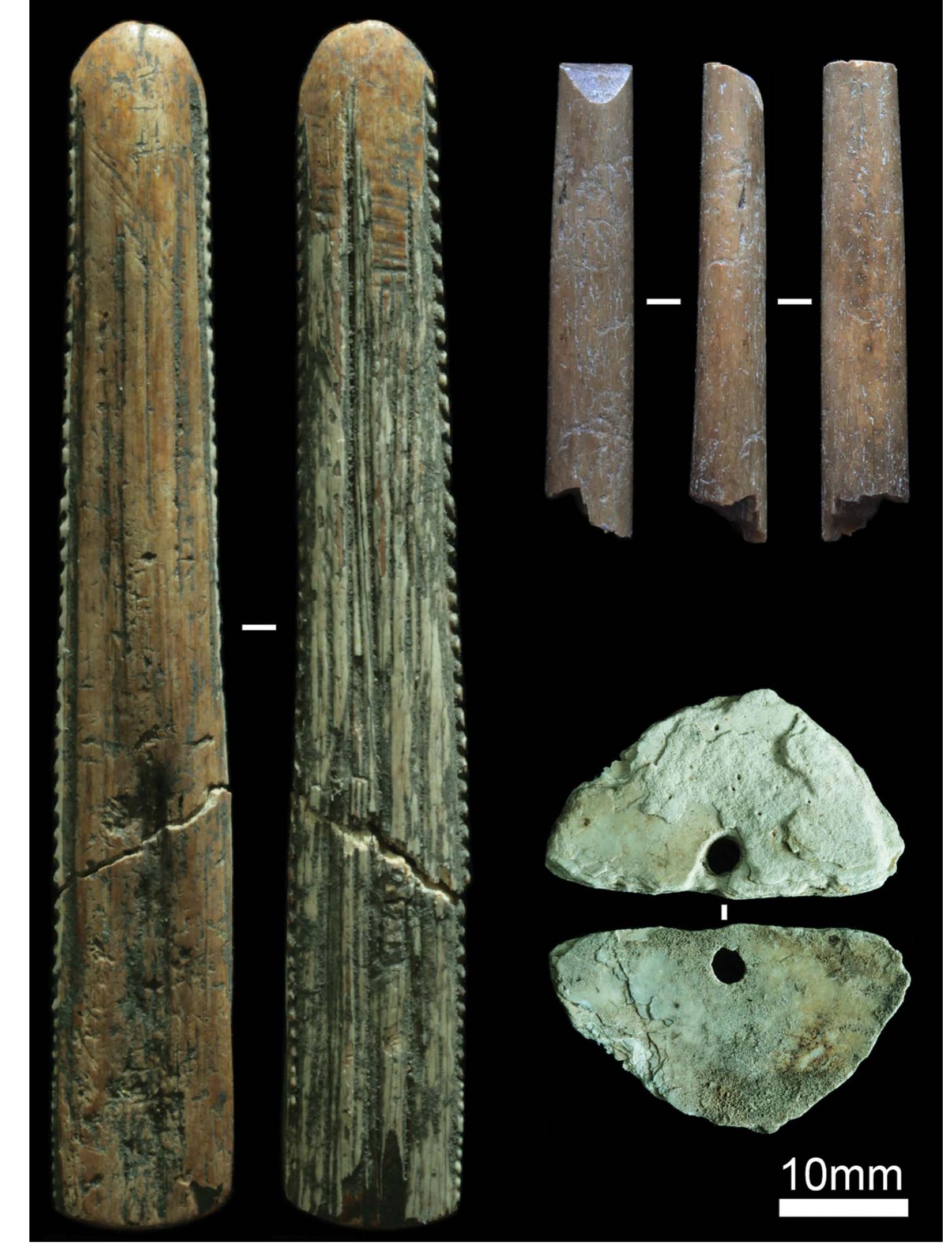Excavated cartilaginous and shell artefacts. left to right