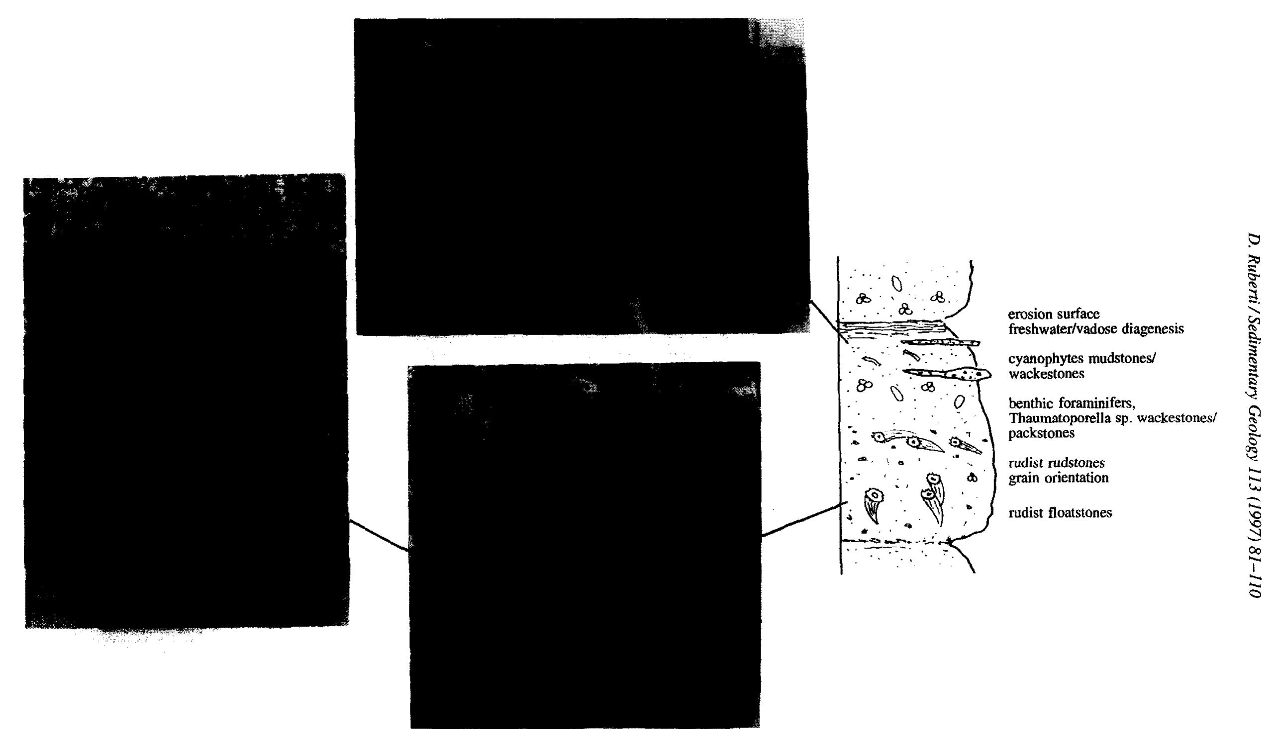 (PDF) Facies analysis of an Upper Cretaceous high-energy rudist ...