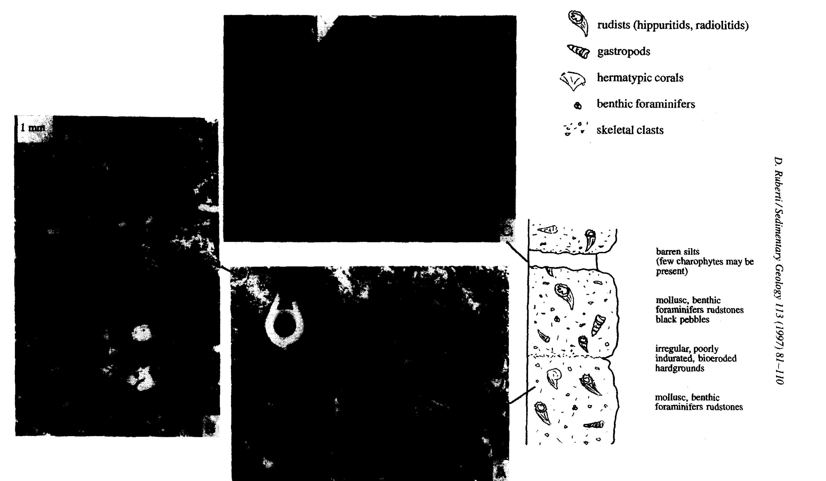 (PDF) Facies analysis of an Upper Cretaceous high-energy rudist ...