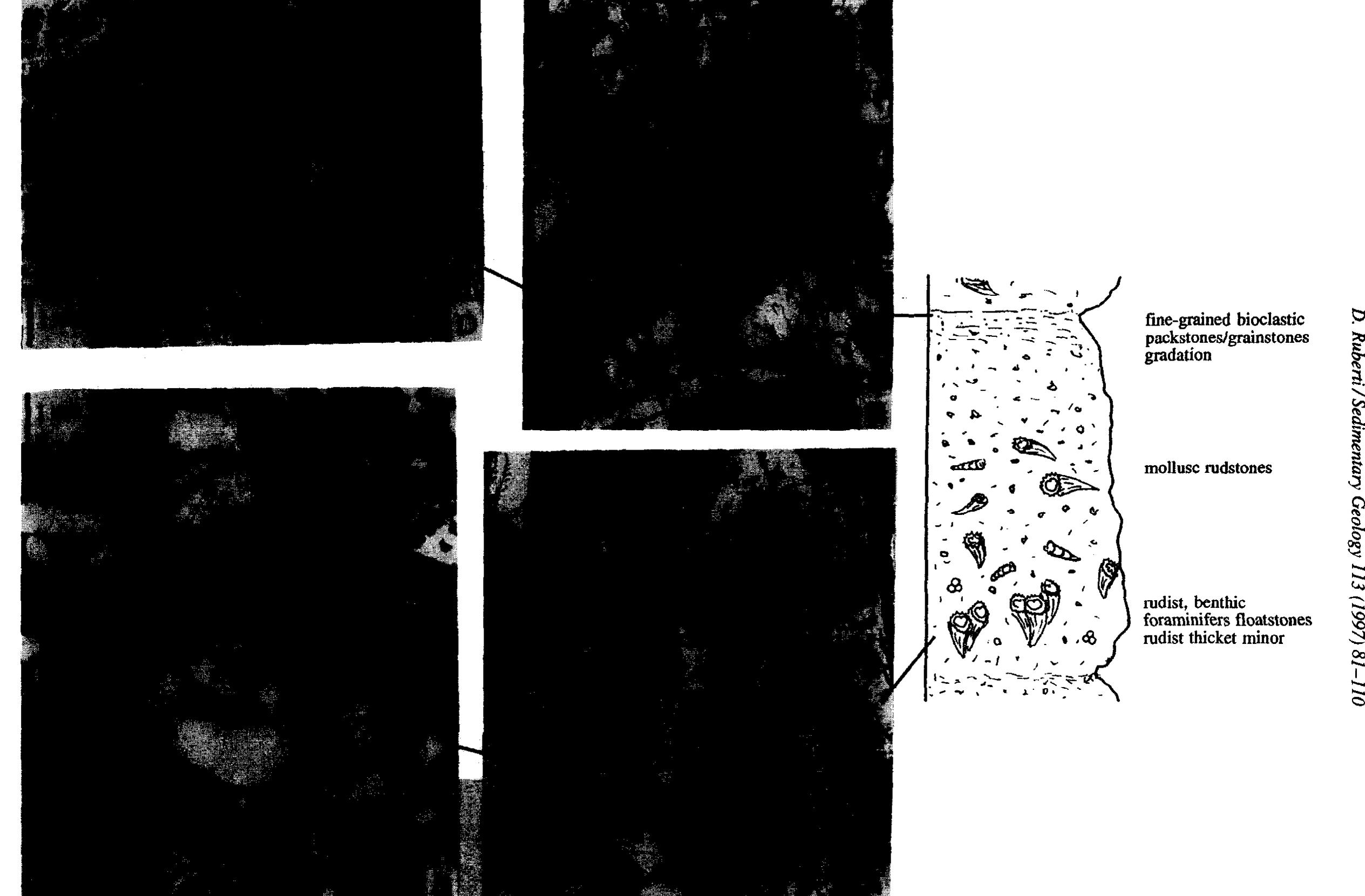 (PDF) Facies analysis of an Upper Cretaceous high-energy rudist ...