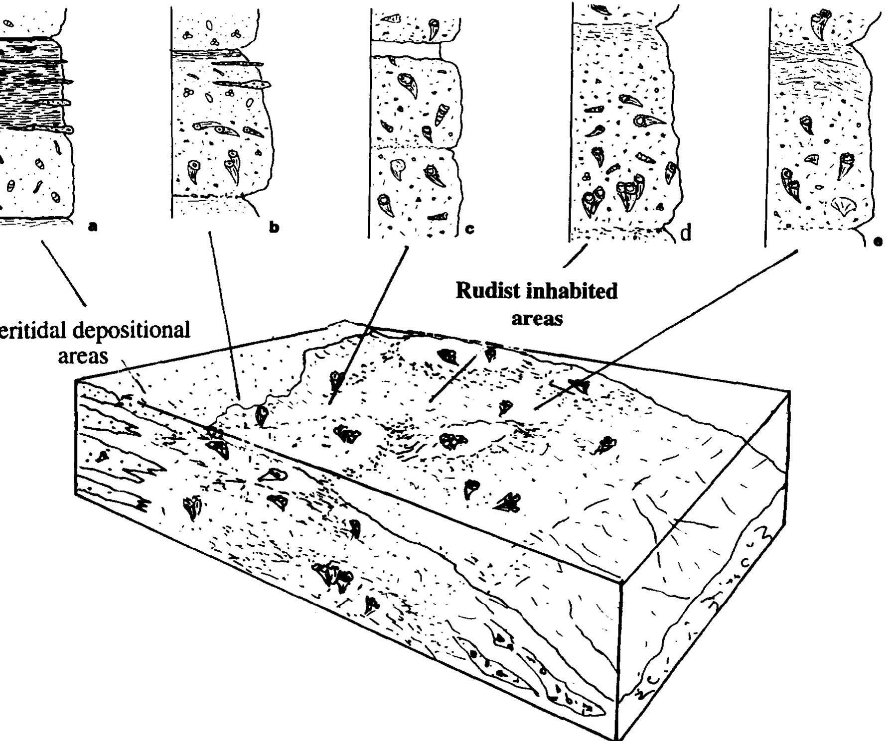 (PDF) Facies analysis of an Upper Cretaceous high-energy rudist ...