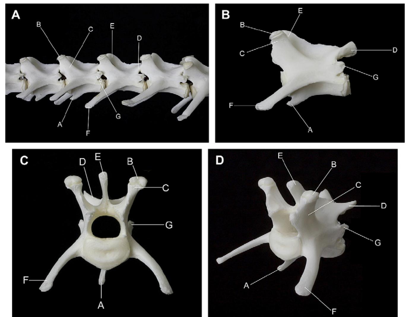 (PDF) Functional Neuroanatomy of the Domestic Rabbit (Oryctolagus ...