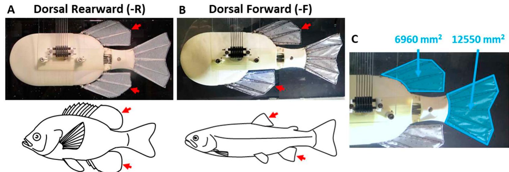Fin Experiments (a) the peduncle, dorsal, anal and caudal fin (pdac) robot