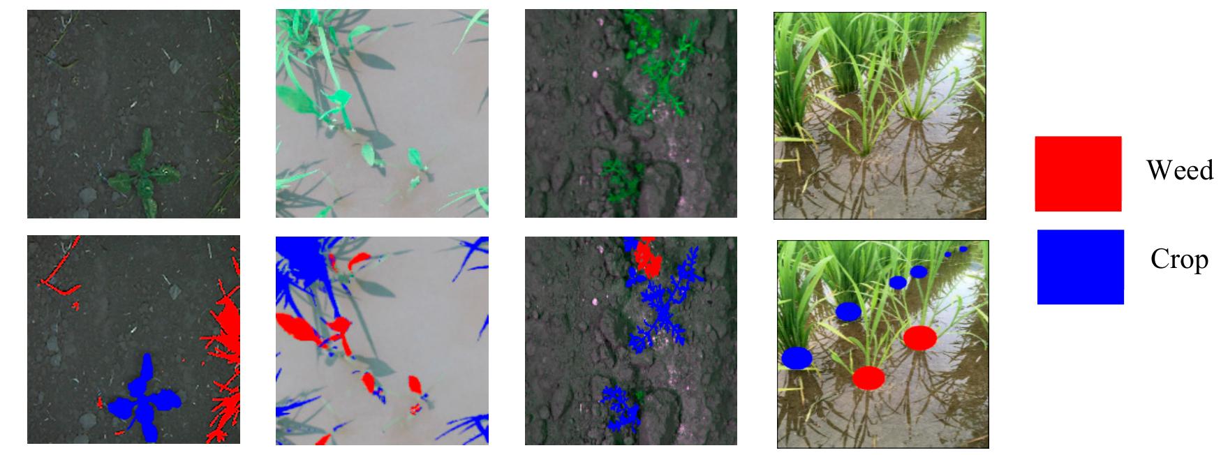 Crop Json Segmentation Label (PDF) CED-Net: Crops and Weeds Segmentation for Smart Farming Using a ...
