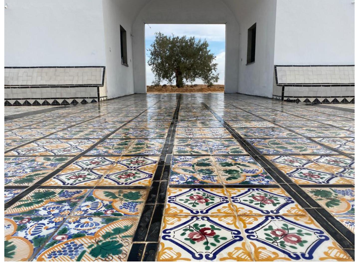Fig. 7. The 130-year-old olive tree at the entrance of Le Jardin d’Afrique, Zarzis, Tunisia. Photograph © Rachid Koraichi. 