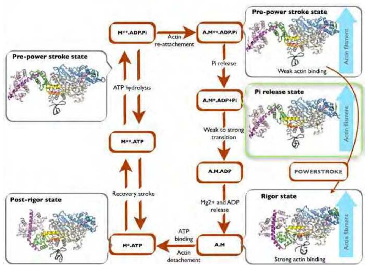 (PDF) Structural and Functional Insights into the Myosin Motor Mechanism