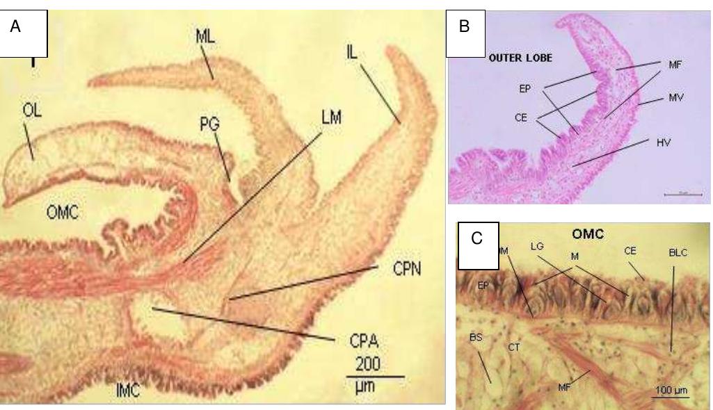 Lobe Shell Mantle of c. iredalei. (a) mantle epithelium composes of