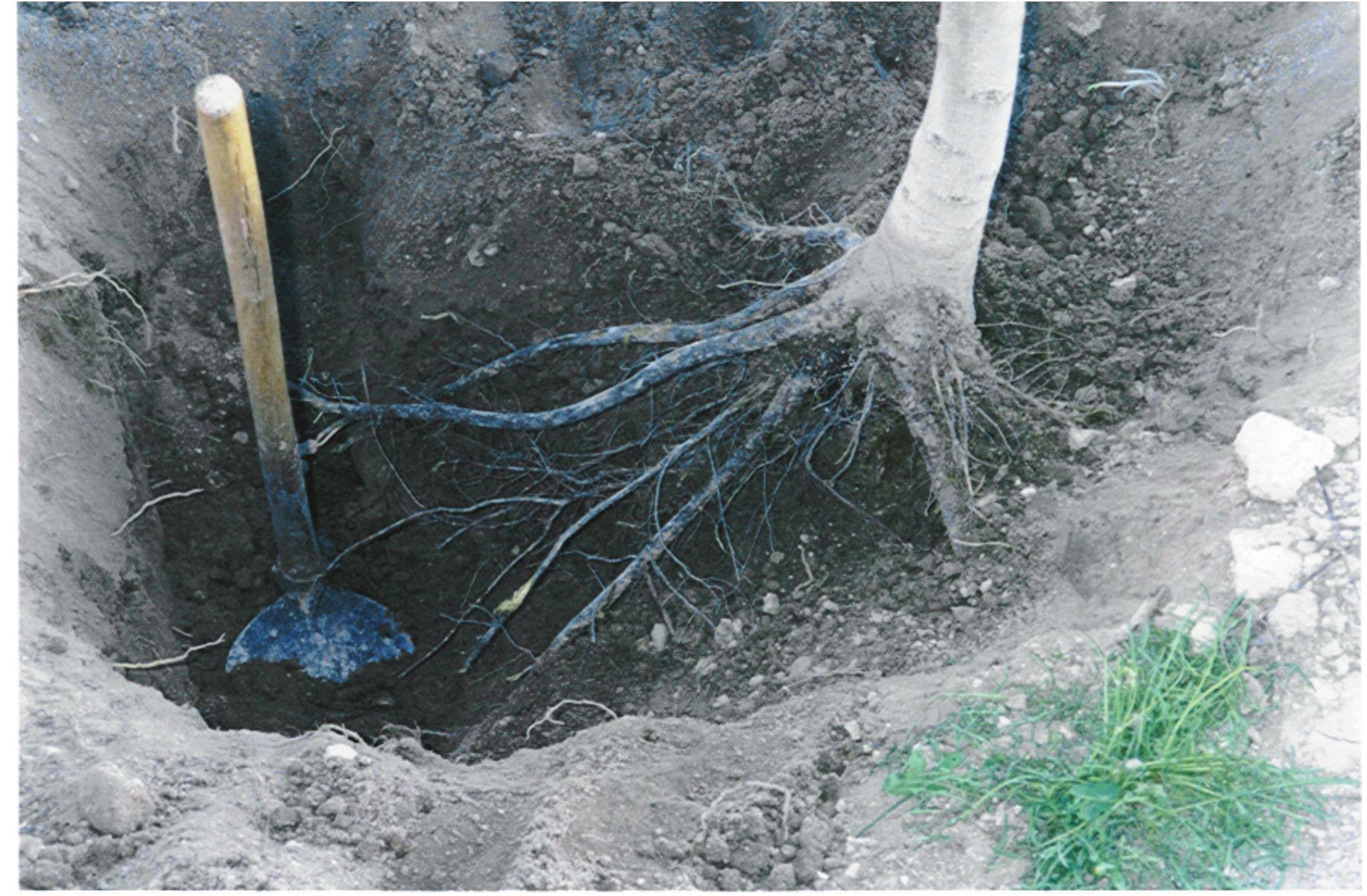 Walnut Tree Roots Images Figure 3 - from Walnut Tissue Culture: Research and Field