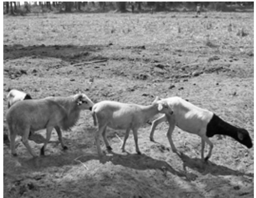 Formed Sheep Figure 2 - from Domesticating Animals in Africa