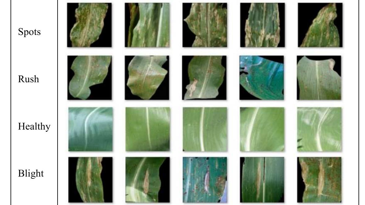 (PDF) Visual explanation of maize leaf diaseases classification using ...