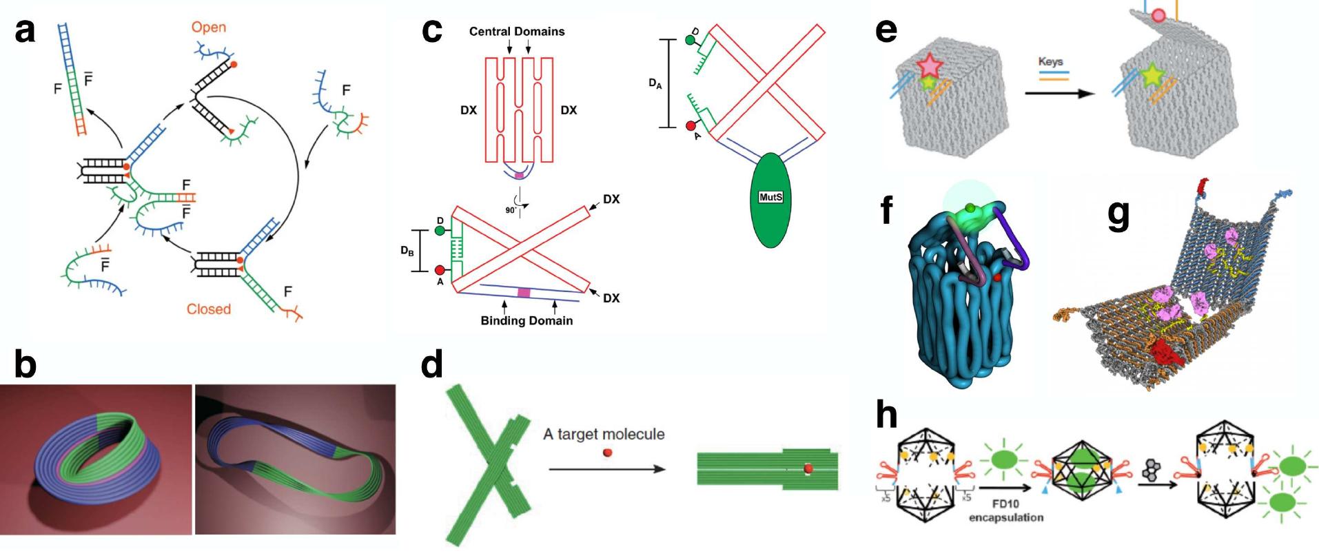 (PDF) Mechanical design of DNA nanostructures