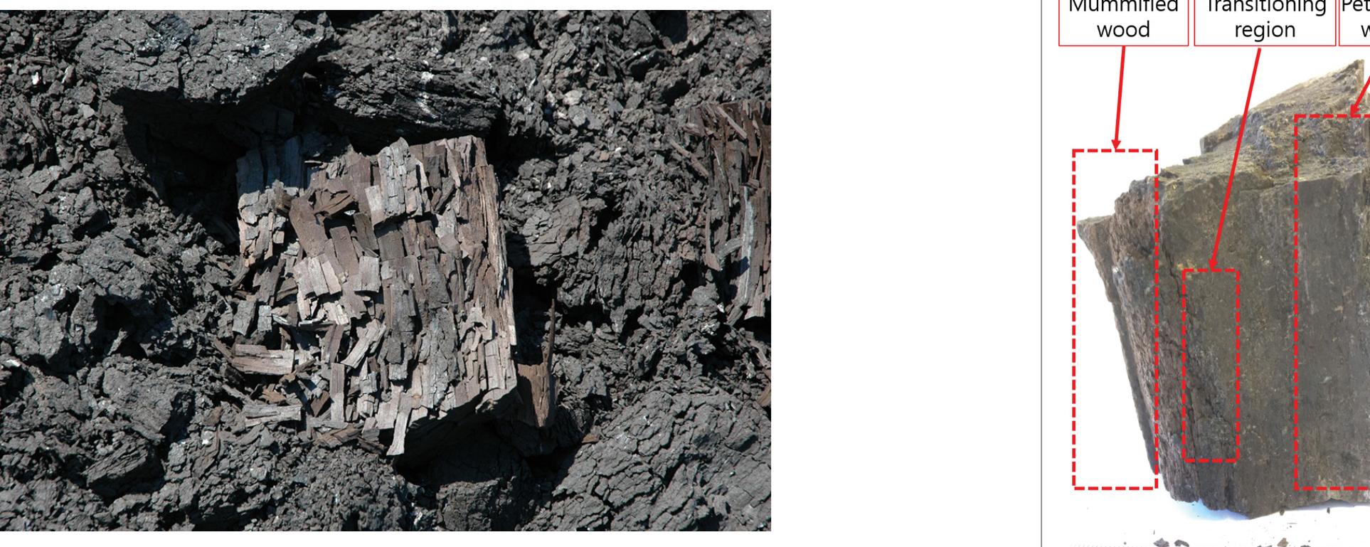 (PDF) A characterization of petrified and mummified wood from an Eocene ...