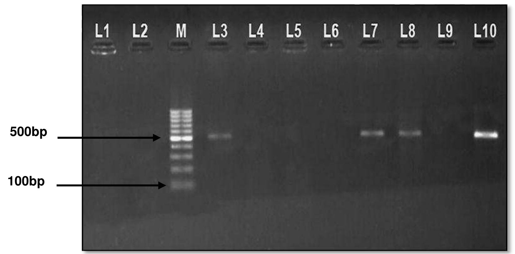 (PDF) Detection of Avibacterium paragallinarum in Poultry Carcass