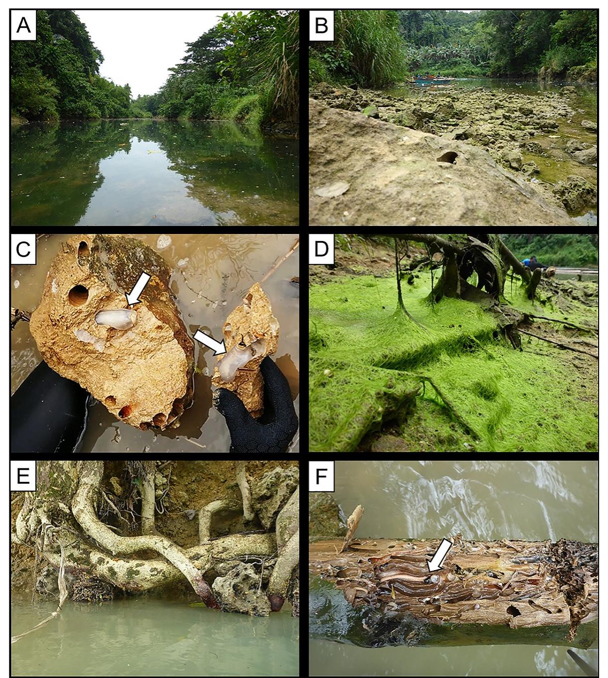 Lithoredo (PDF) Shipworm bioerosion of lithic substrates in a freshwater setting ...