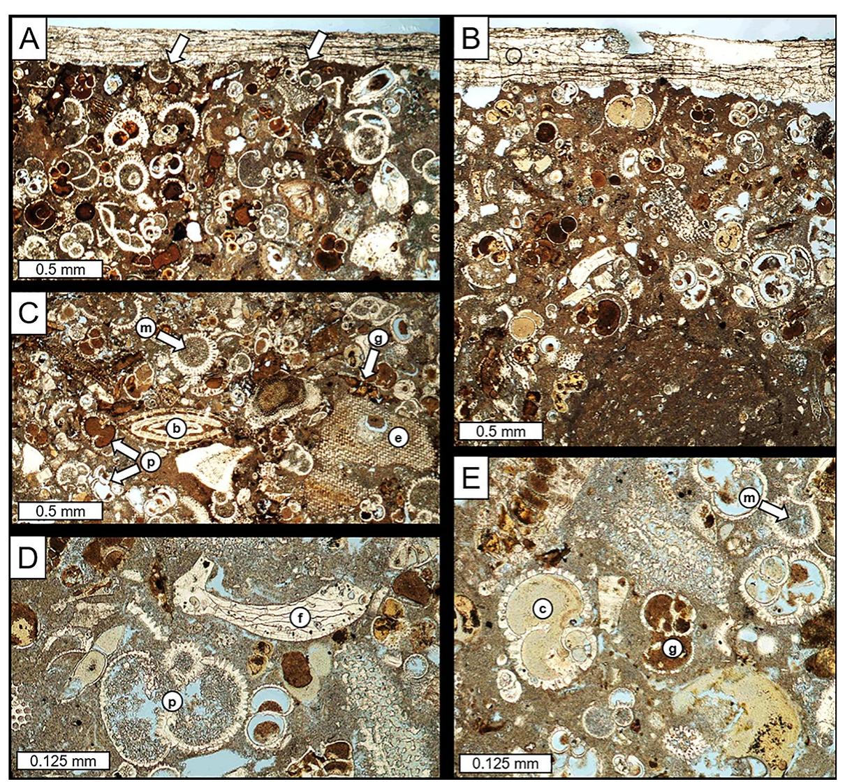 Lithoredo (PDF) Shipworm bioerosion of lithic substrates in a freshwater setting ...