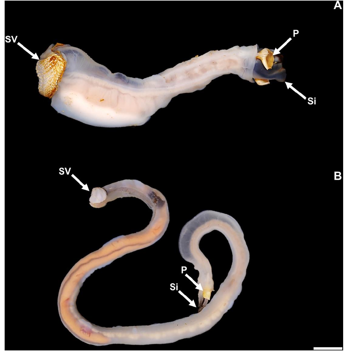 Lithoredo (PDF) Shipworm bioerosion of lithic substrates in a freshwater setting ...