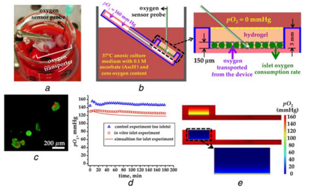 (PDF) MEMS oxygen transport device for islet transplantation in the ...